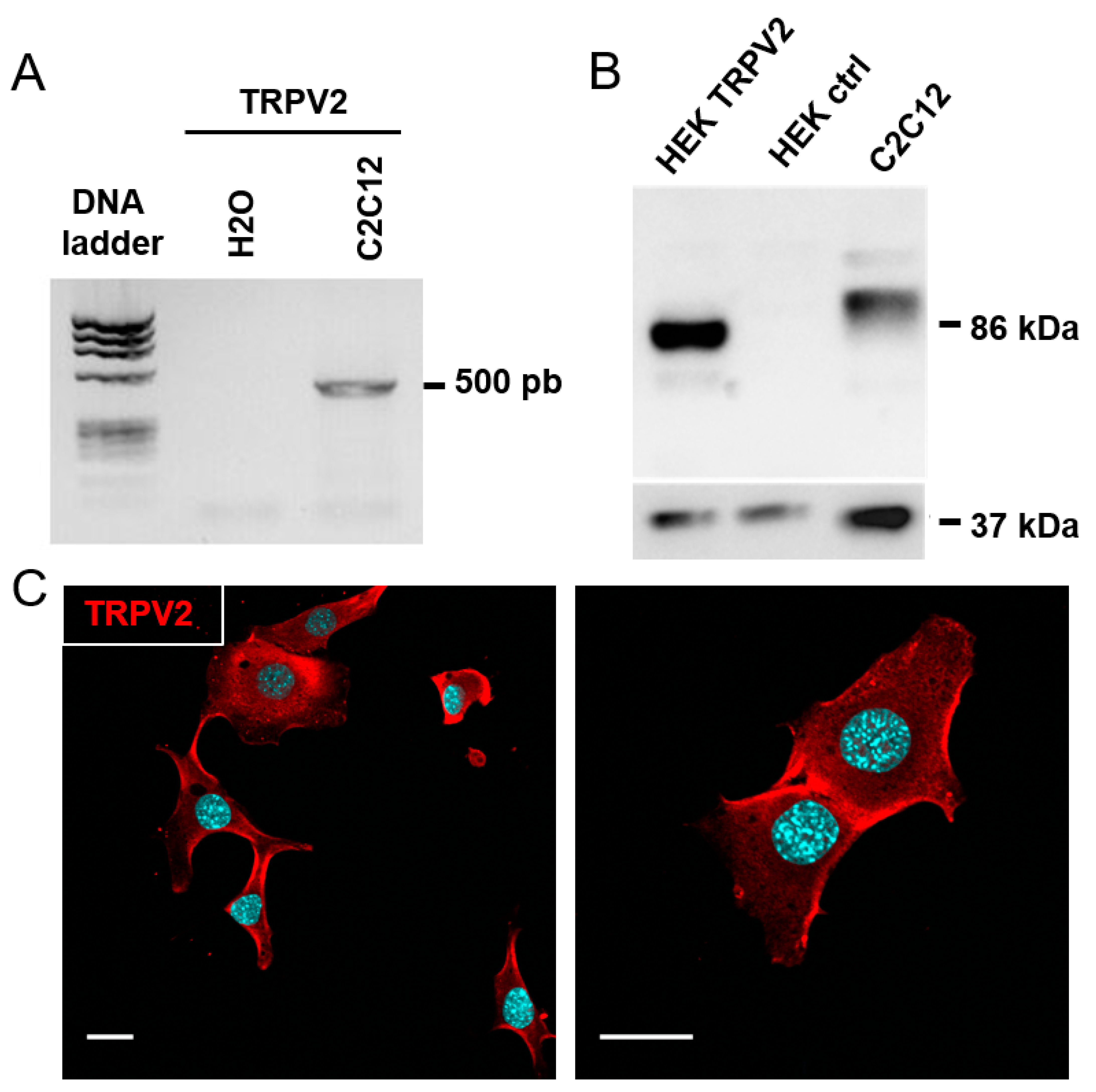Cells 09 01684 g003 Cells 09 01684 g003