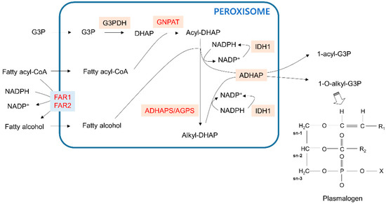 Cells | Free Full-Text | Peroxisome Metabolism in Cancer | HTML
