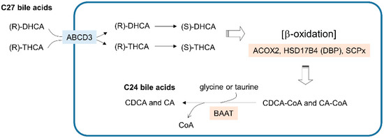 Cells | Free Full-Text | Peroxisome Metabolism in Cancer | HTML