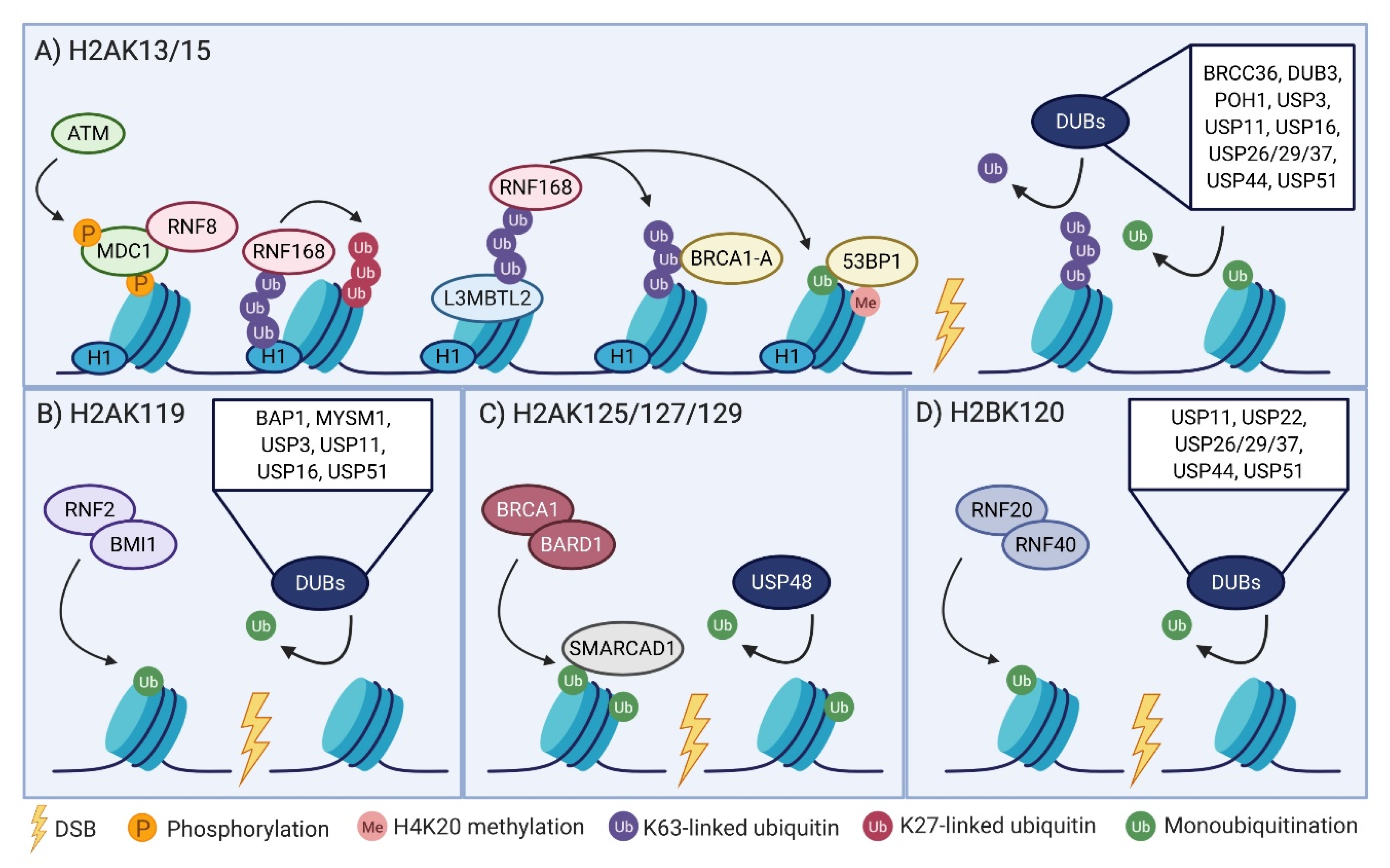 UBR2 mediates transcriptional silencing during spermatogenesis via histone  ubiquitination