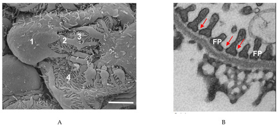 Cells 09 01700 g001 550