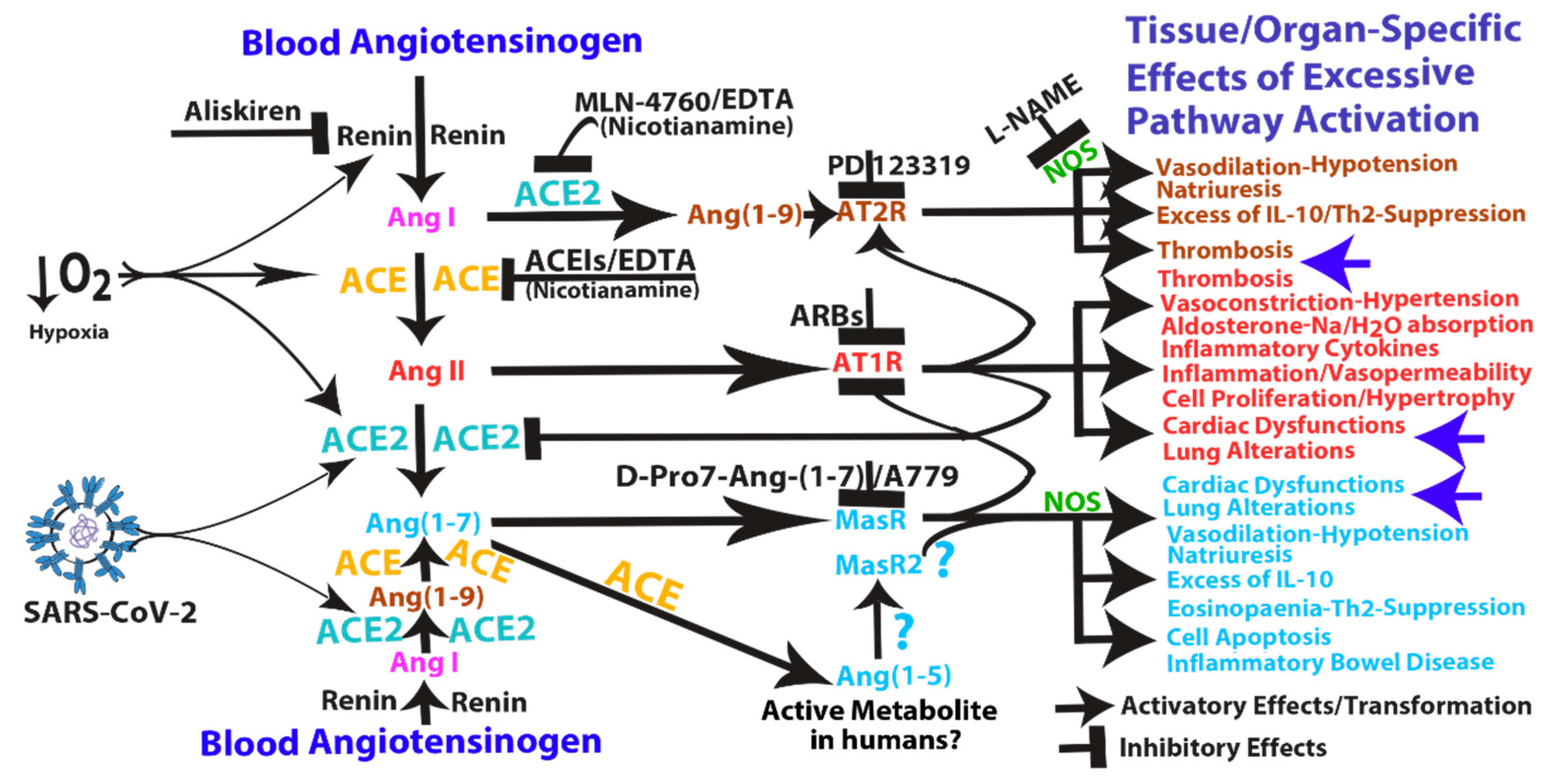 Cells 09 01704 g001
