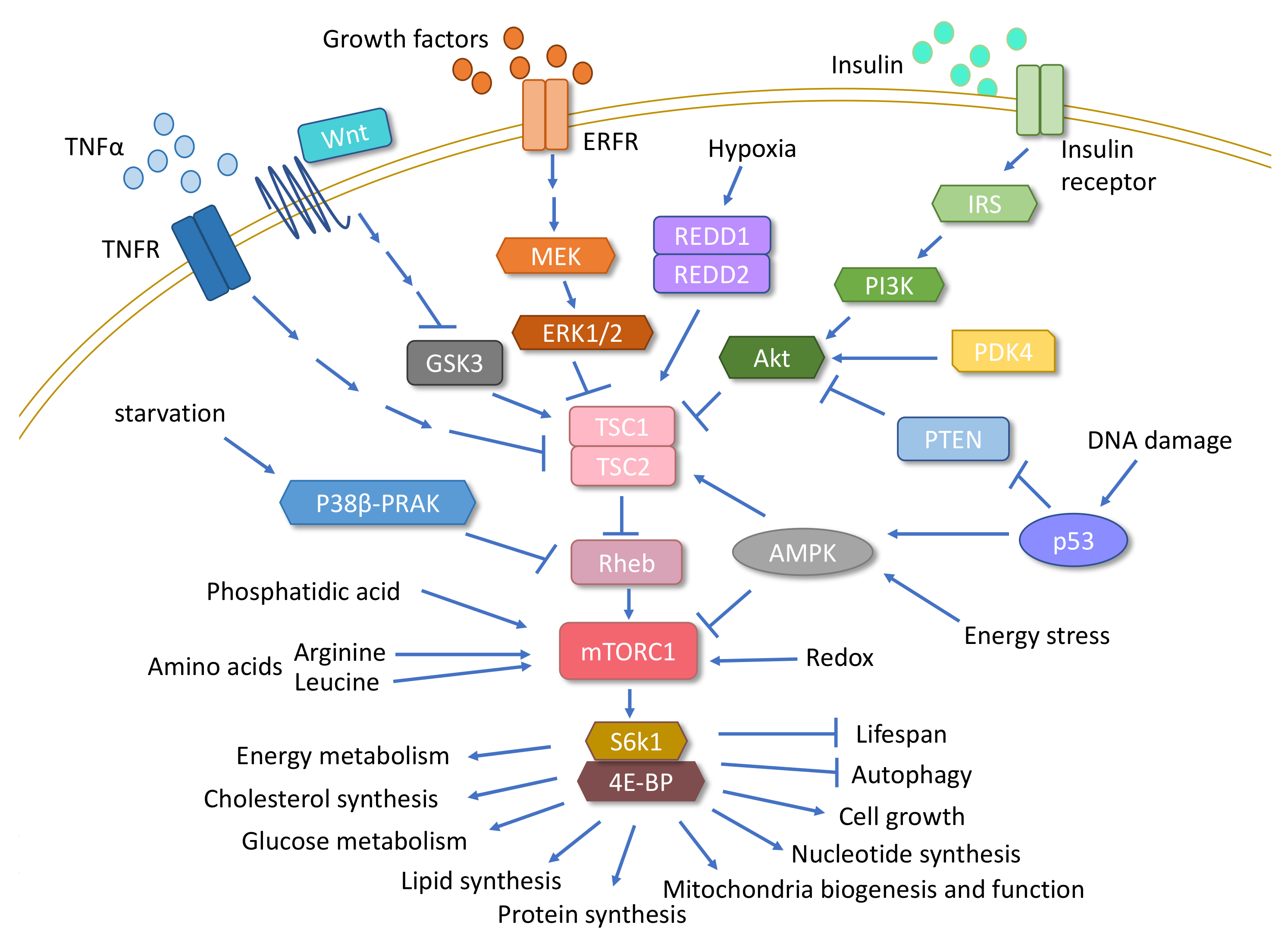 Cells 09 01708 g002 Cells 09 01708 g002