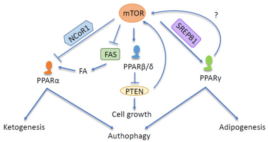 Cells Free Full Text Peroxisome Proliferator Activated Receptors And Caloric Restriction Common Pathways Affecting Metabolism Health And Longevity Html