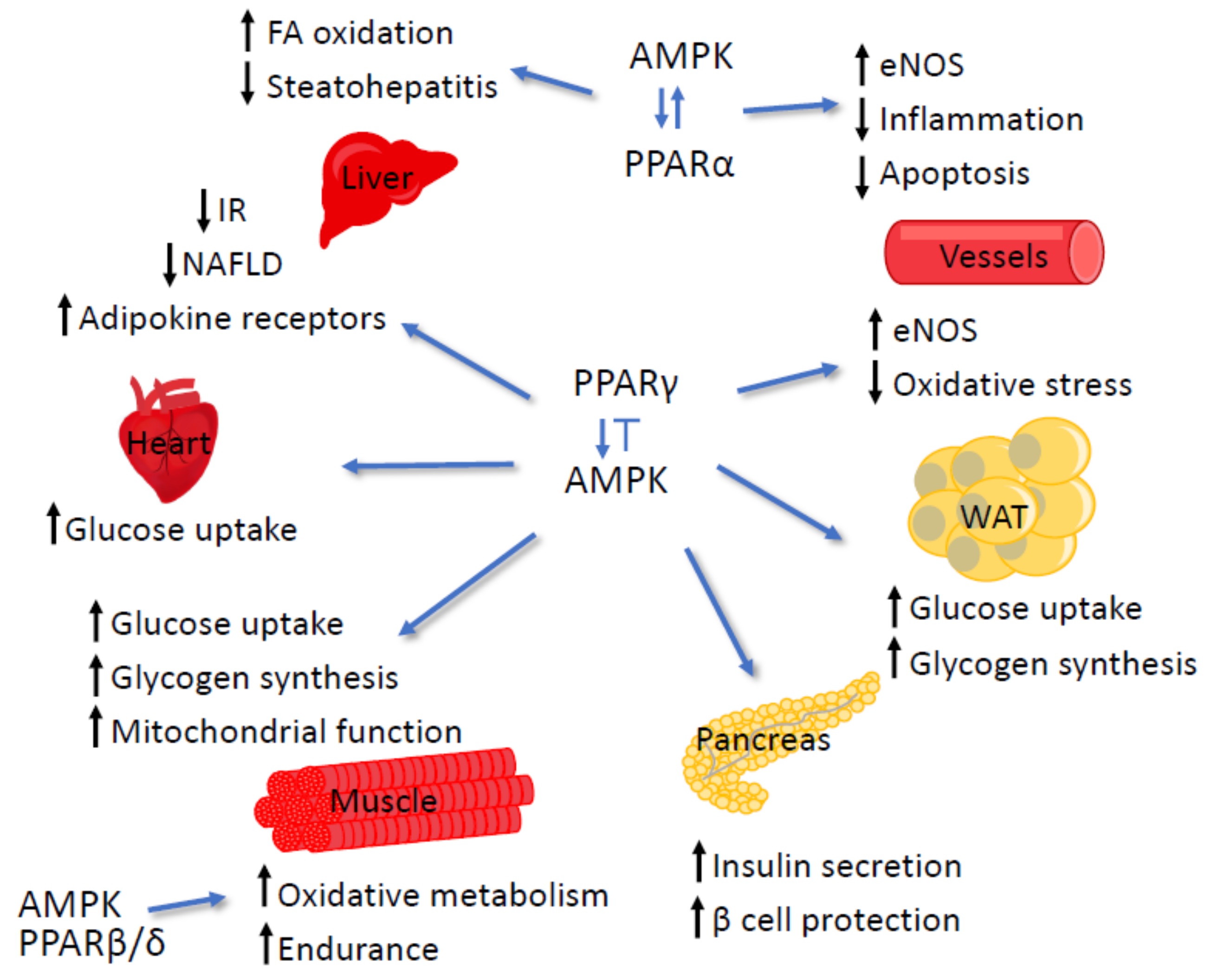 Cells 09 01708 g004 Cells 09 01708 g004