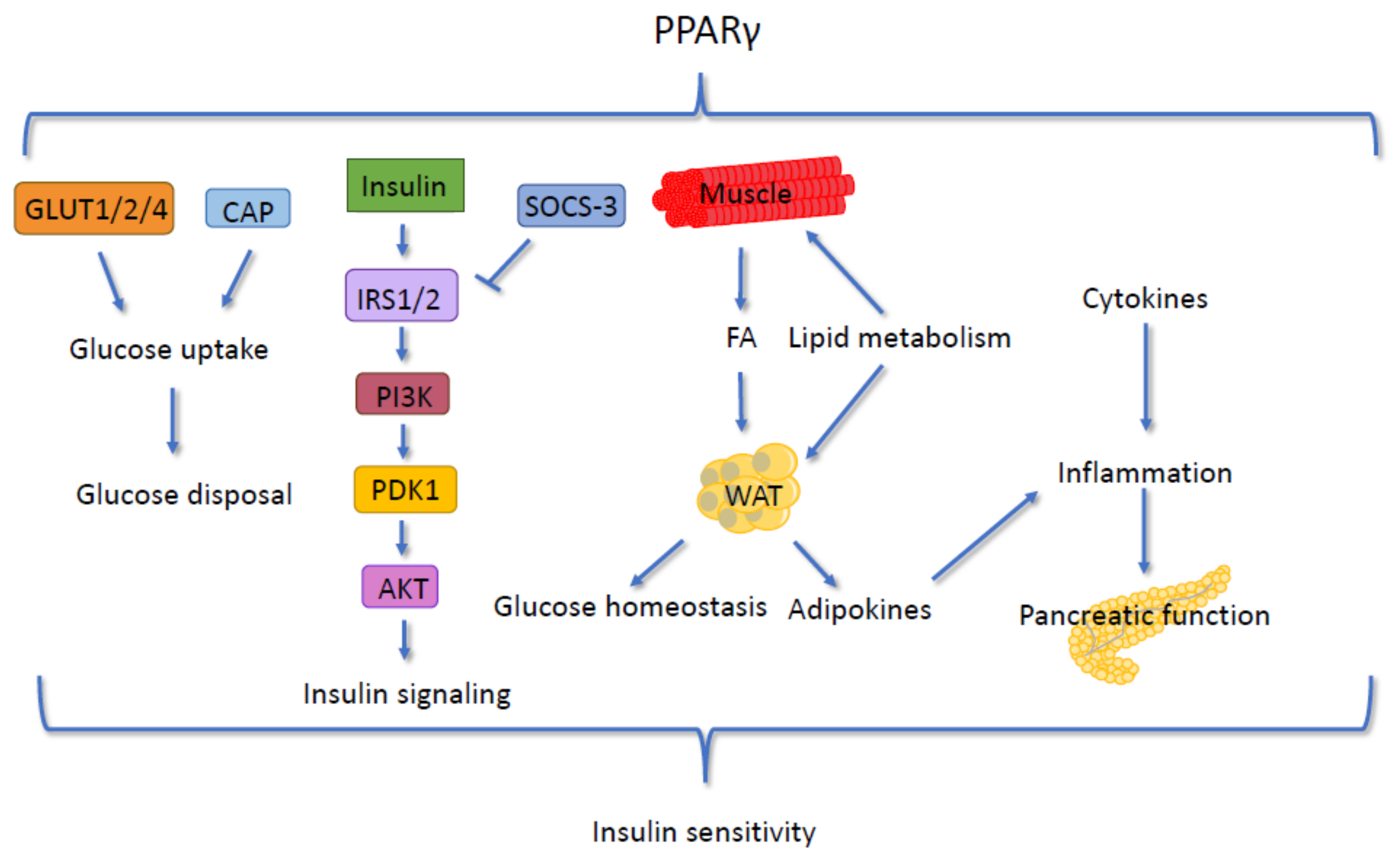 Cells 09 01708 g005 Cells 09 01708 g005