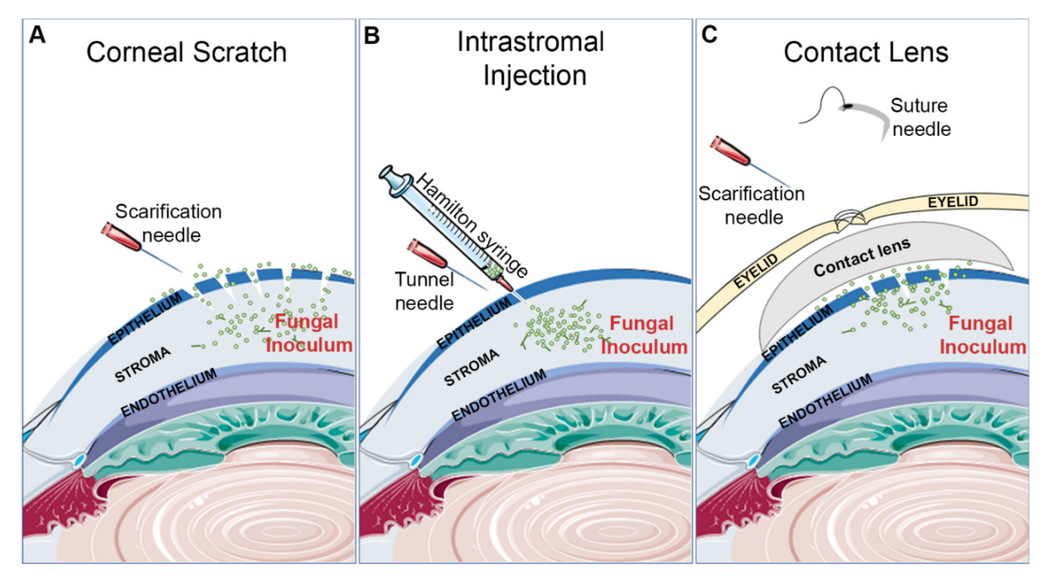 Cells 09 01713 g001 Cells 09 01713 g001