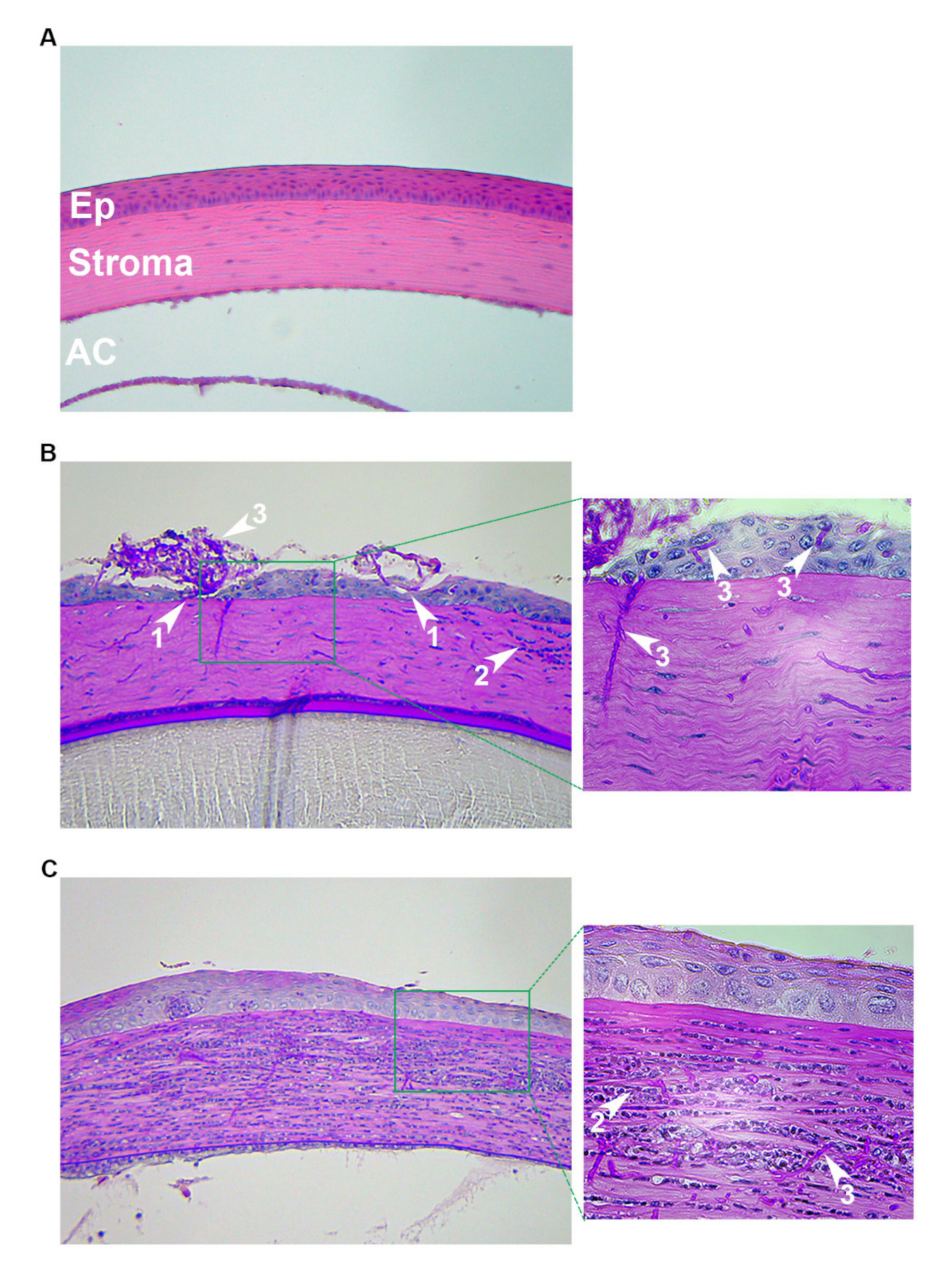 Cells 09 01713 g002 Cells 09 01713 g002