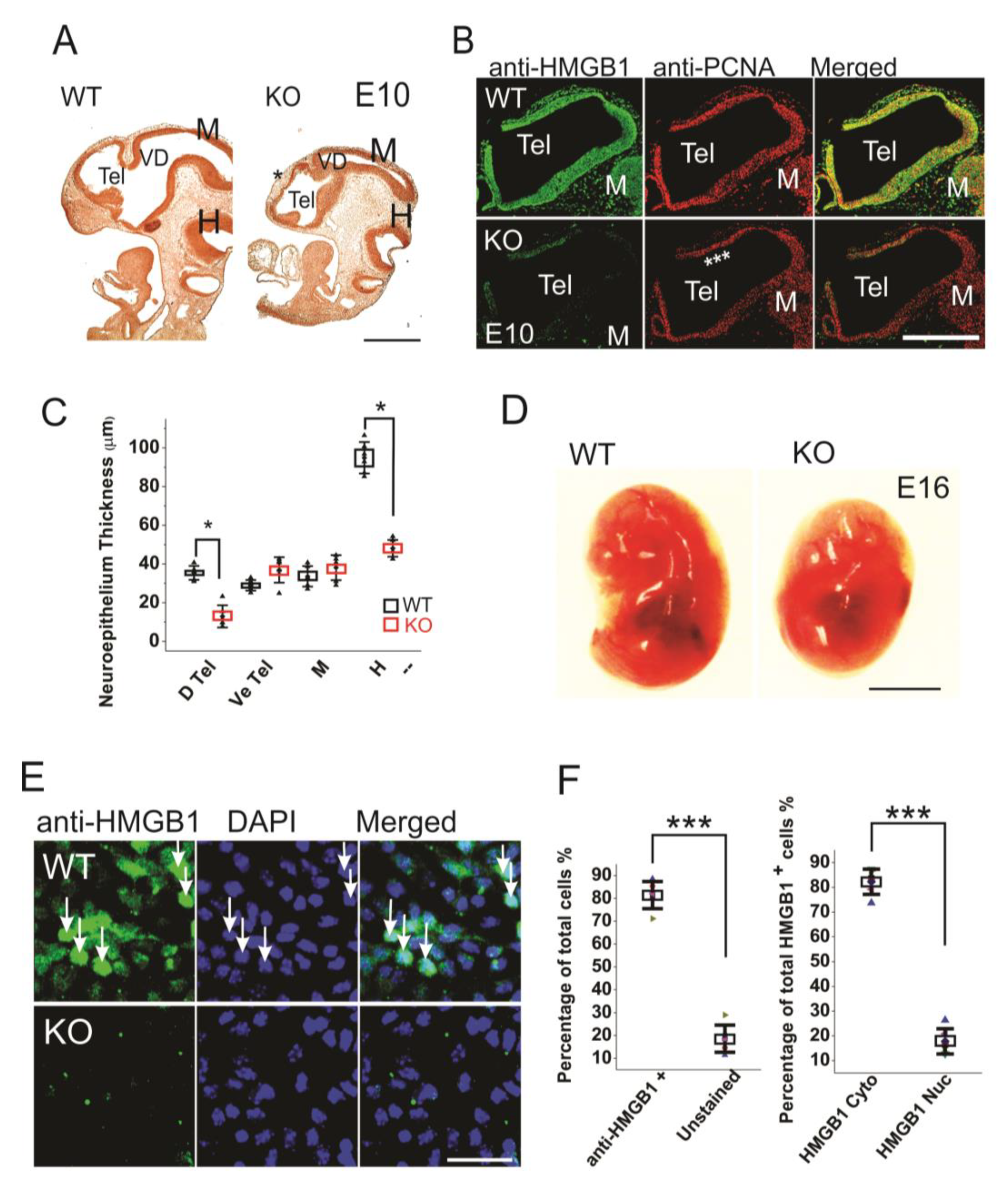 Cells 09 01714 g001 Cells 09 01714 g001
