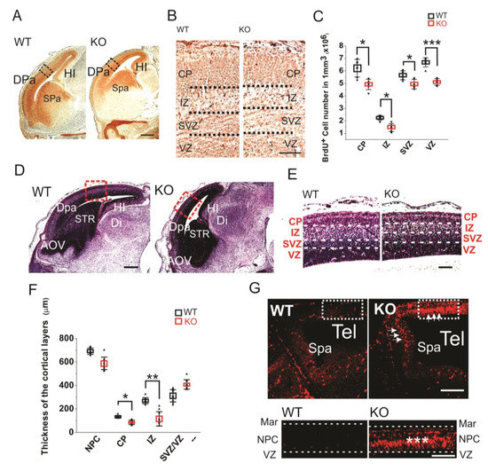 Cells 09 01714 g002 550