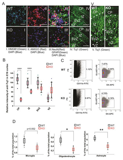 Cells 09 01714 g004 550