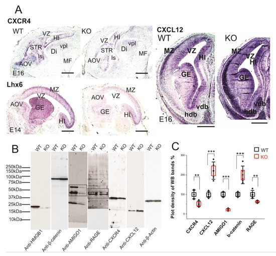 Cells 09 01714 g006 550