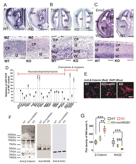 Cells 09 01714 g007 550