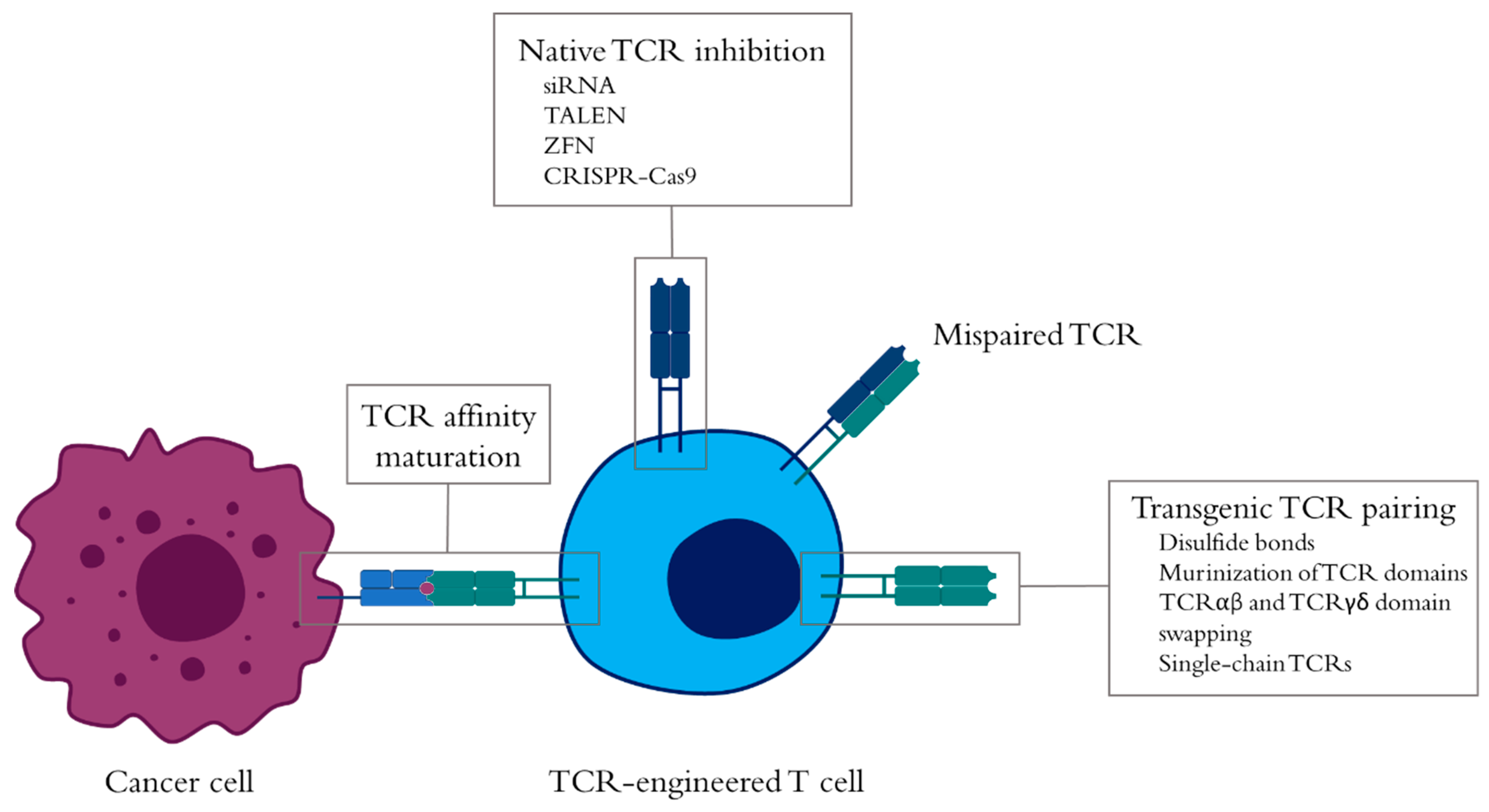 Cells 09 01720 g002 Cells 09 01720 g002