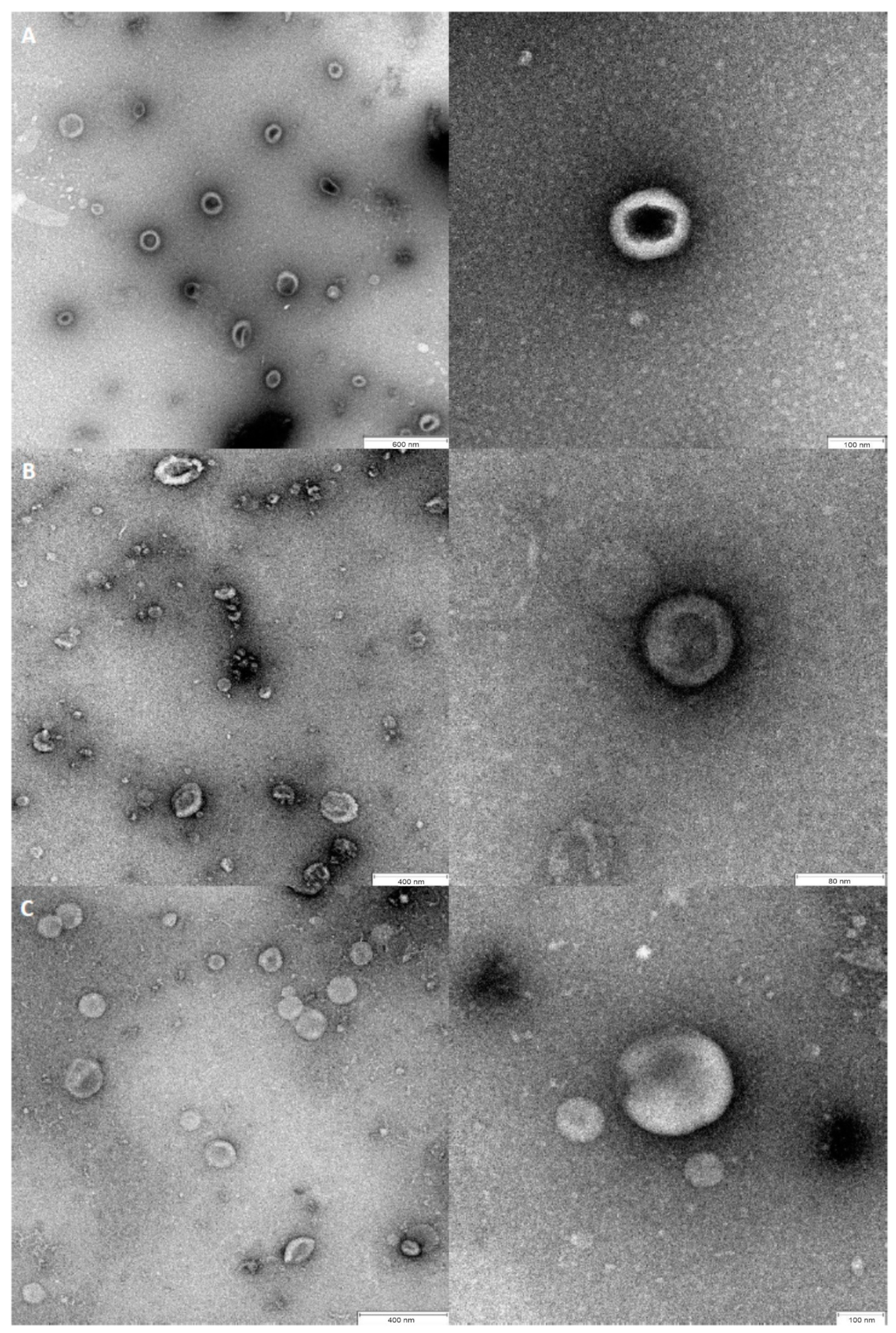 Cells 09 01722 g002 Cells 09 01722 g002