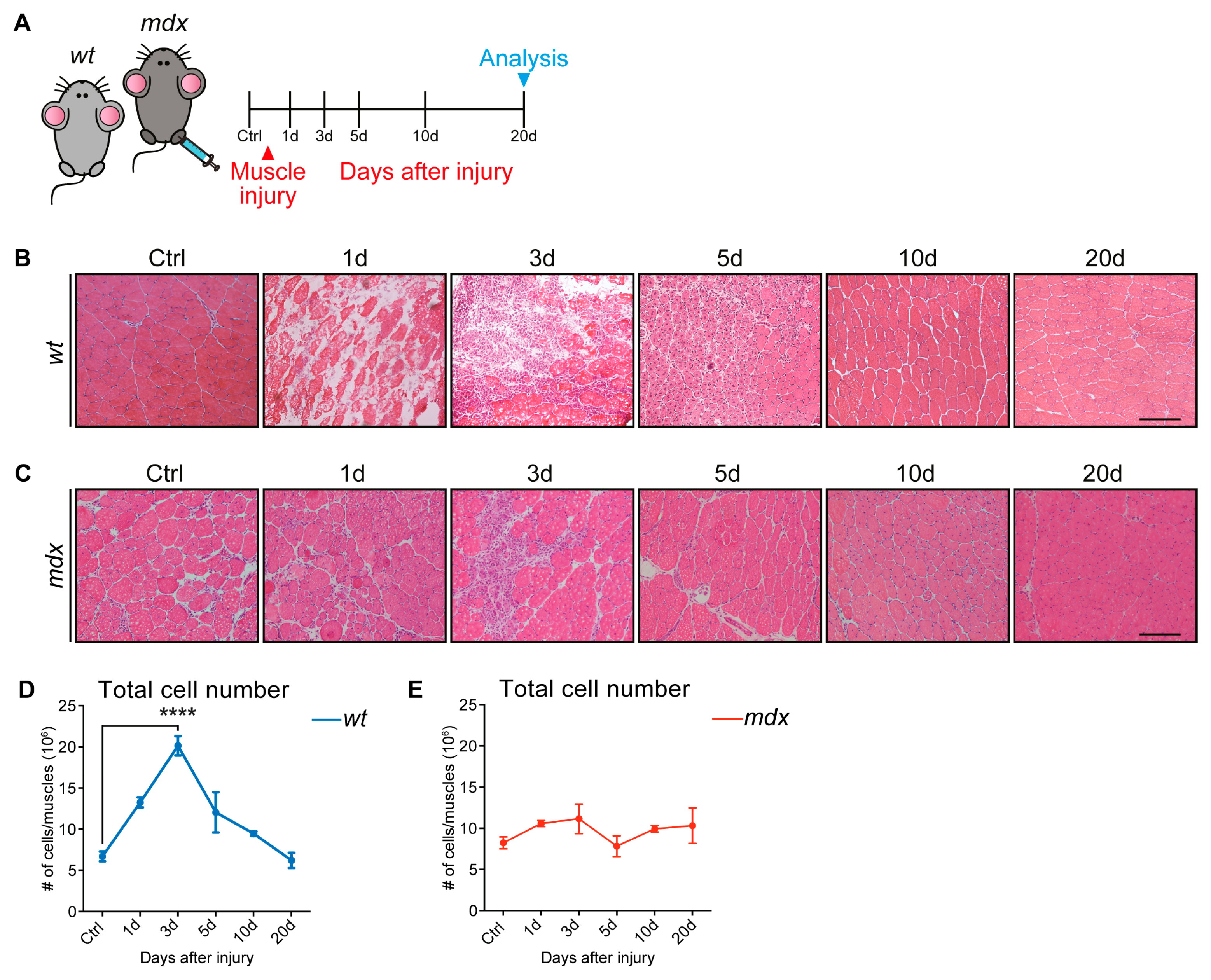 Cells 09 01723 g001 Cells 09 01723 g001