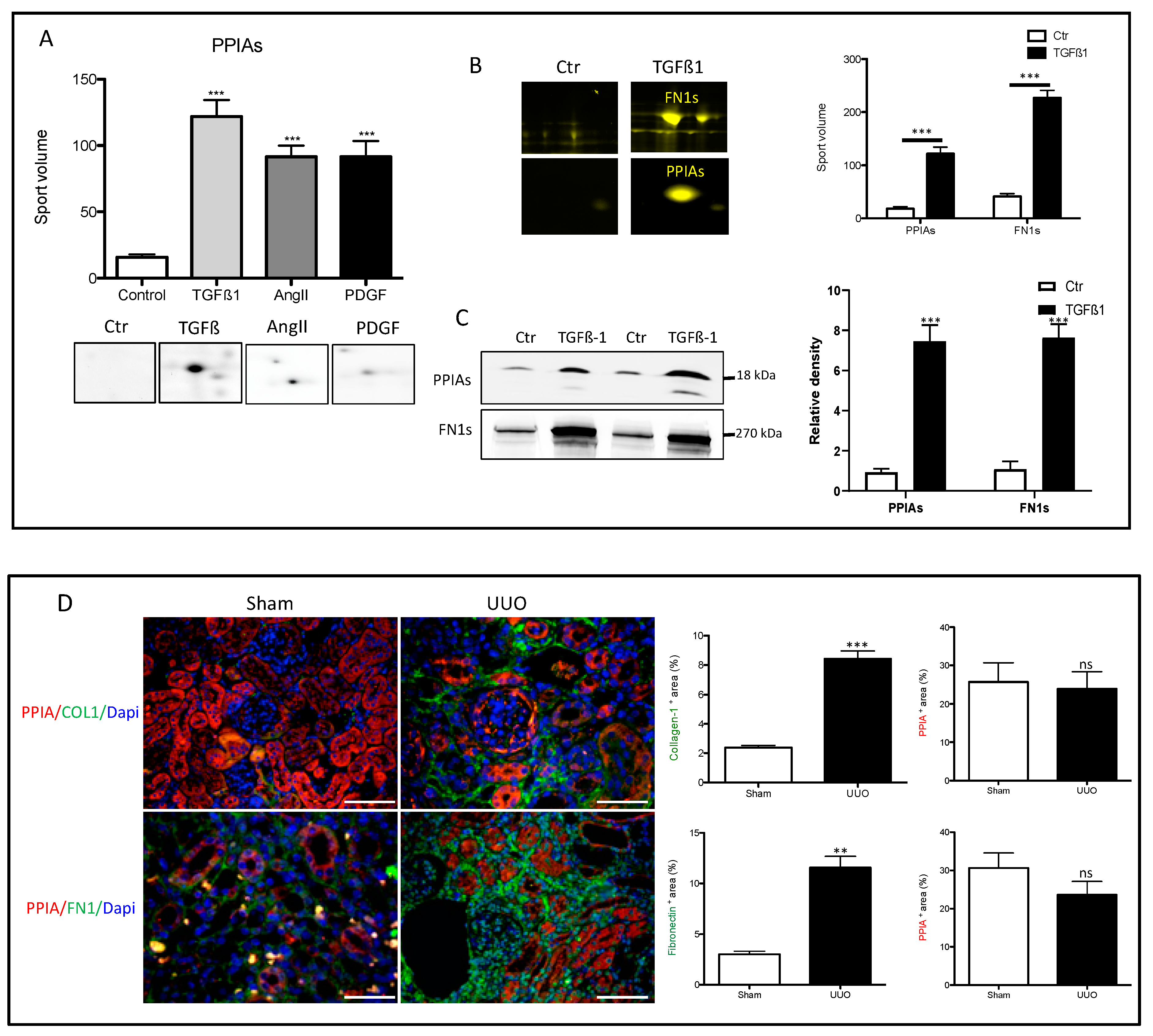Cells 09 01724 g002 Cells 09 01724 g002