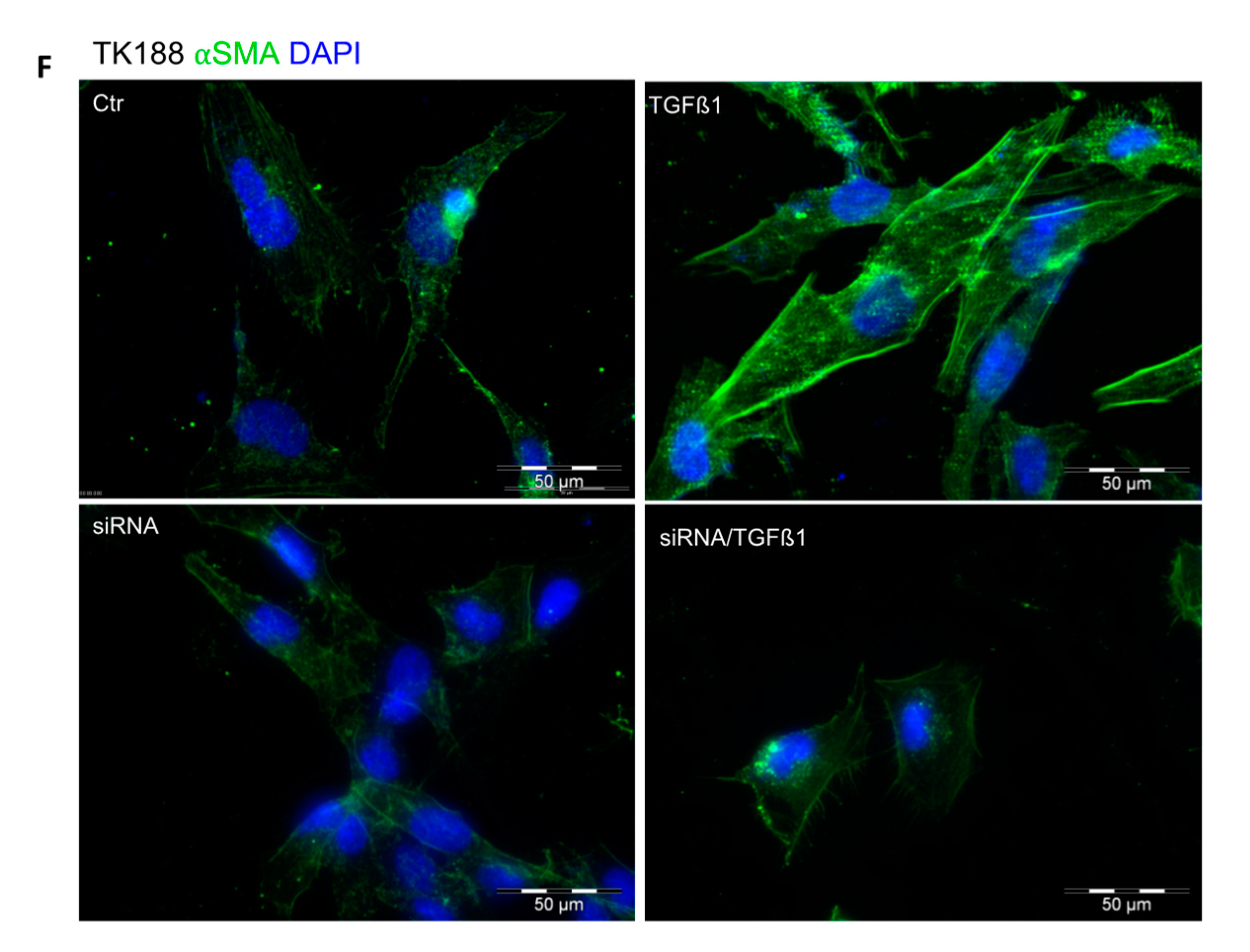Cells 09 01724 g007b Cells 09 01724 g007b