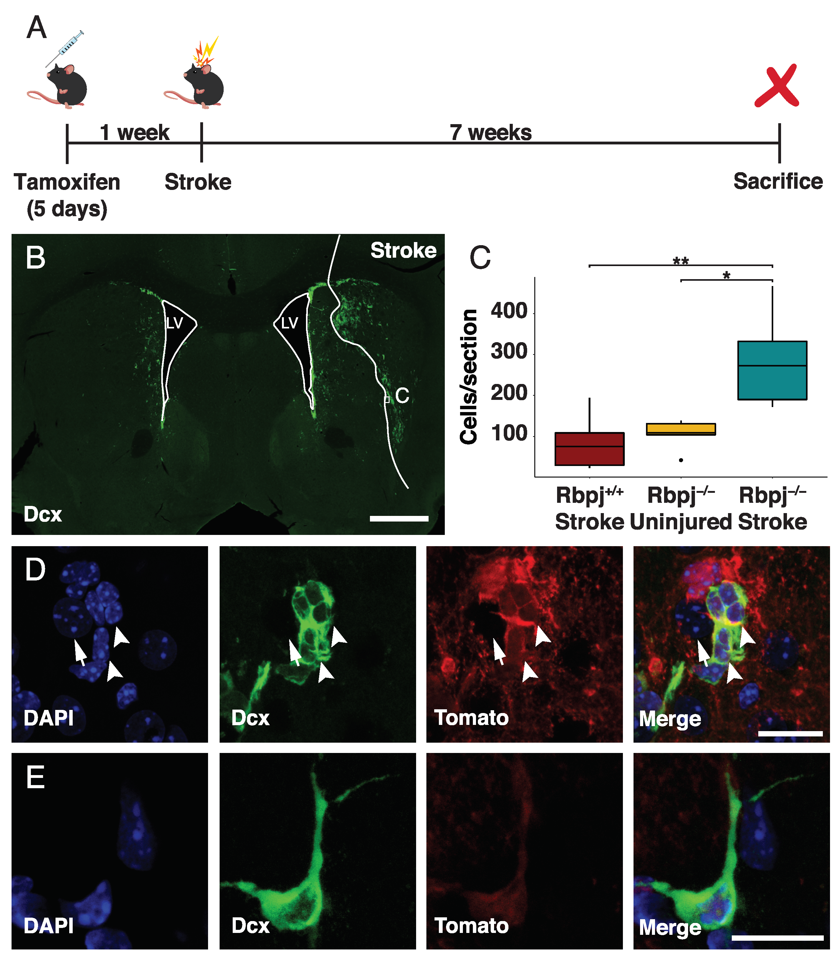 Cells 09 01732 g001 Cells 09 01732 g001