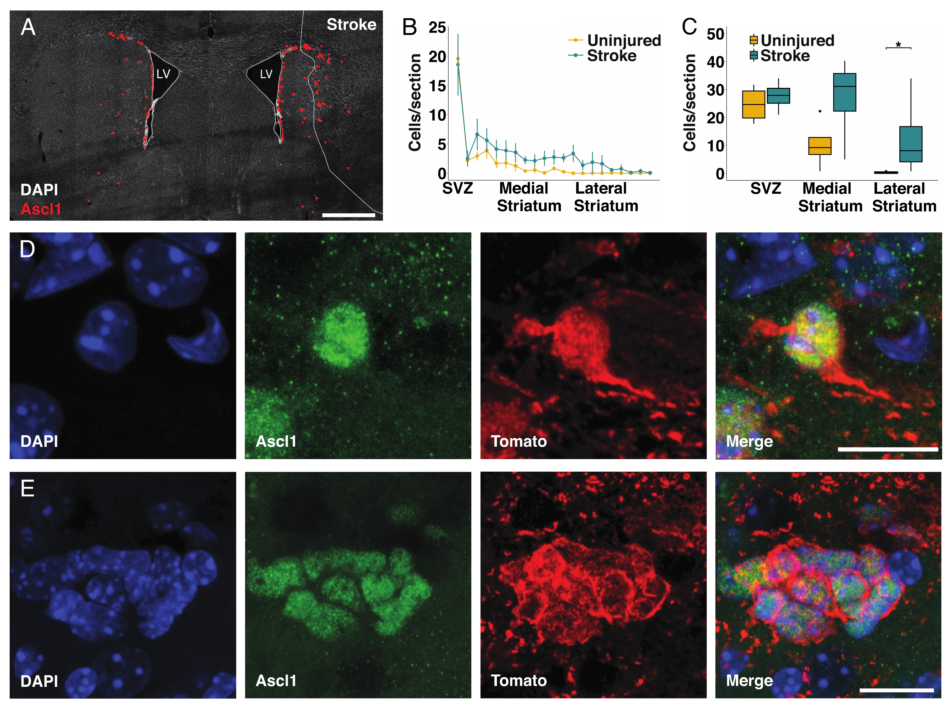 Cells 09 01732 g002 Cells 09 01732 g002