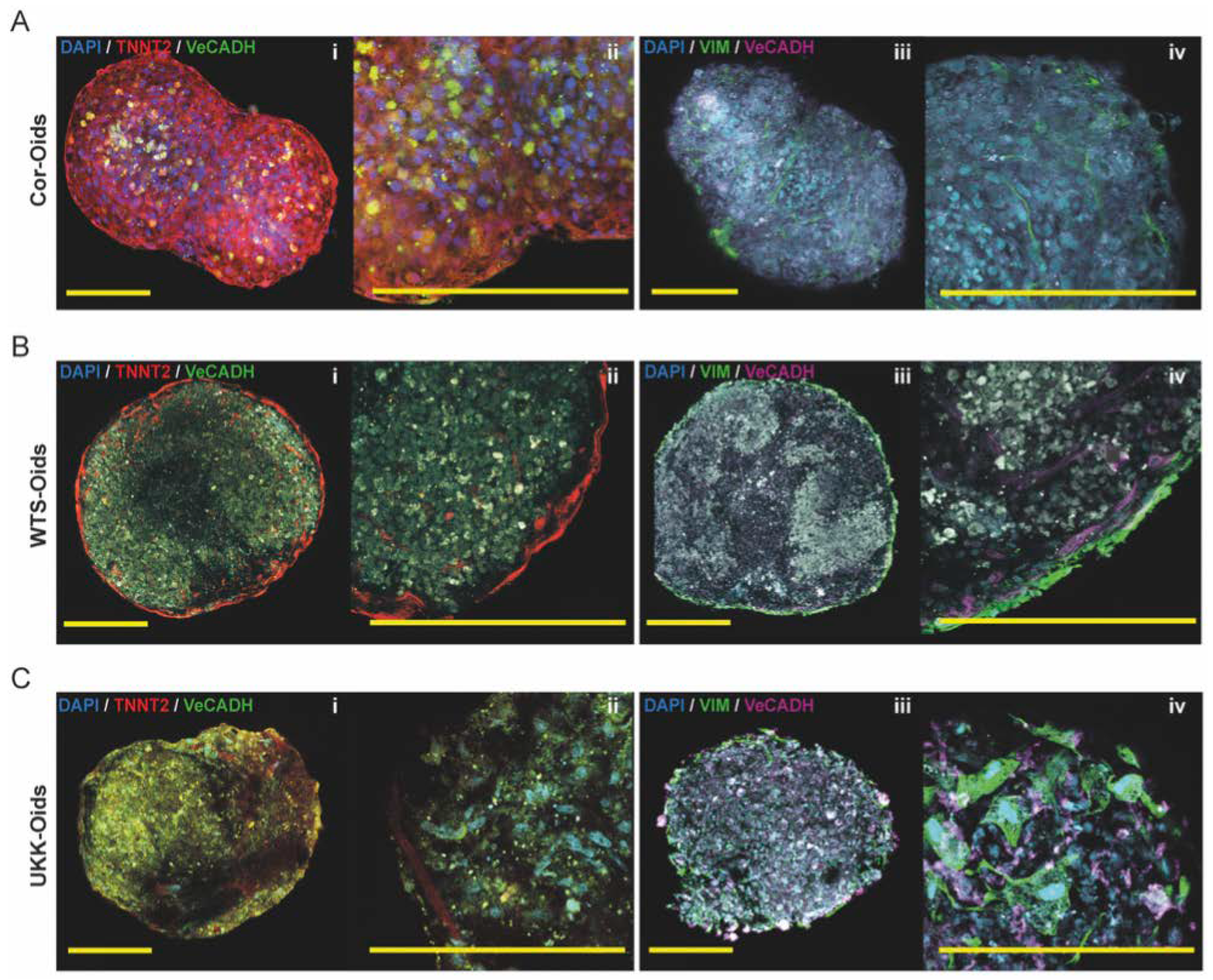 Cells 09 01733 g004 Cells 09 01733 g004