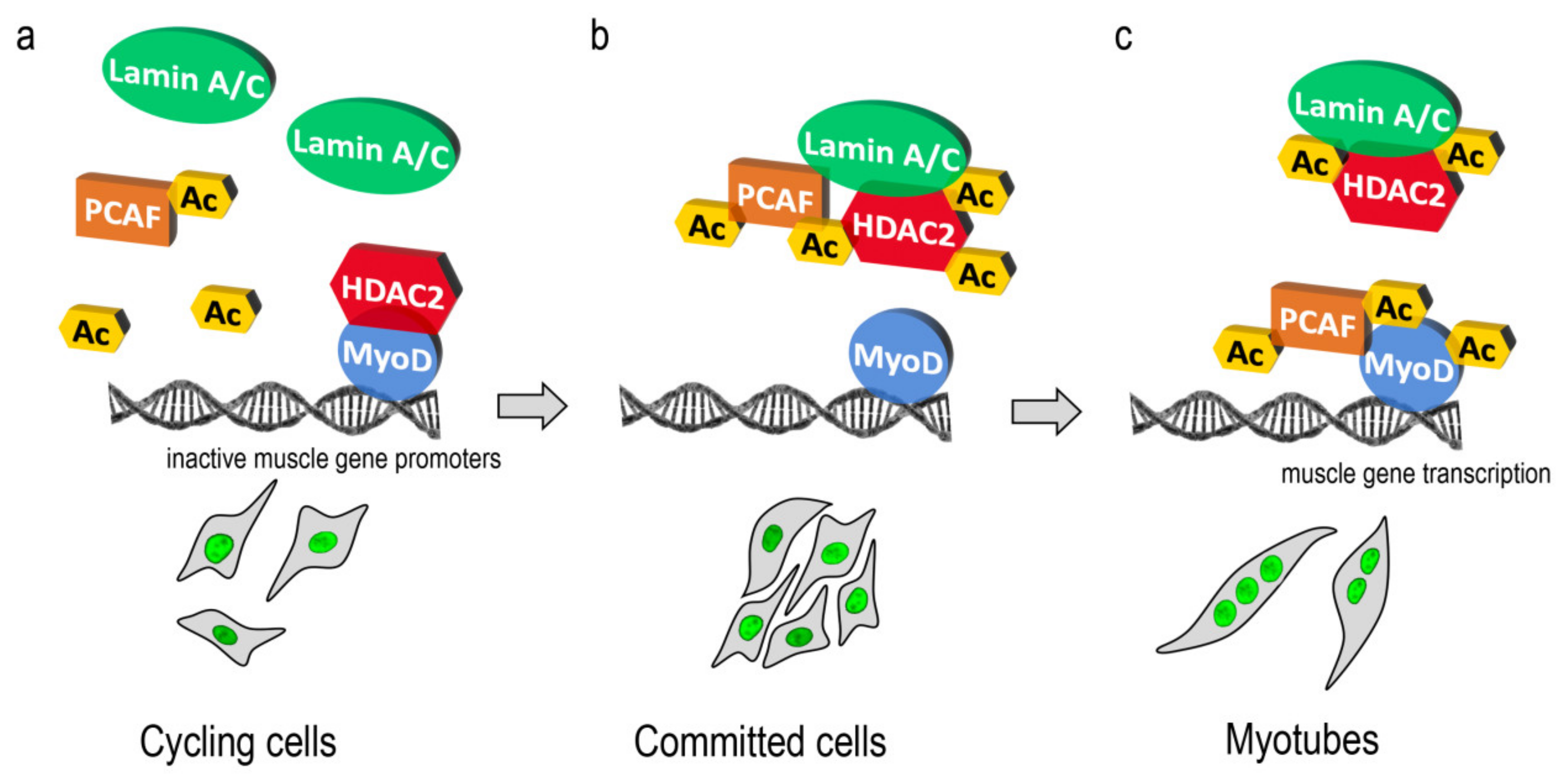 Cells 09 01735 g005 Cells 09 01735 g005