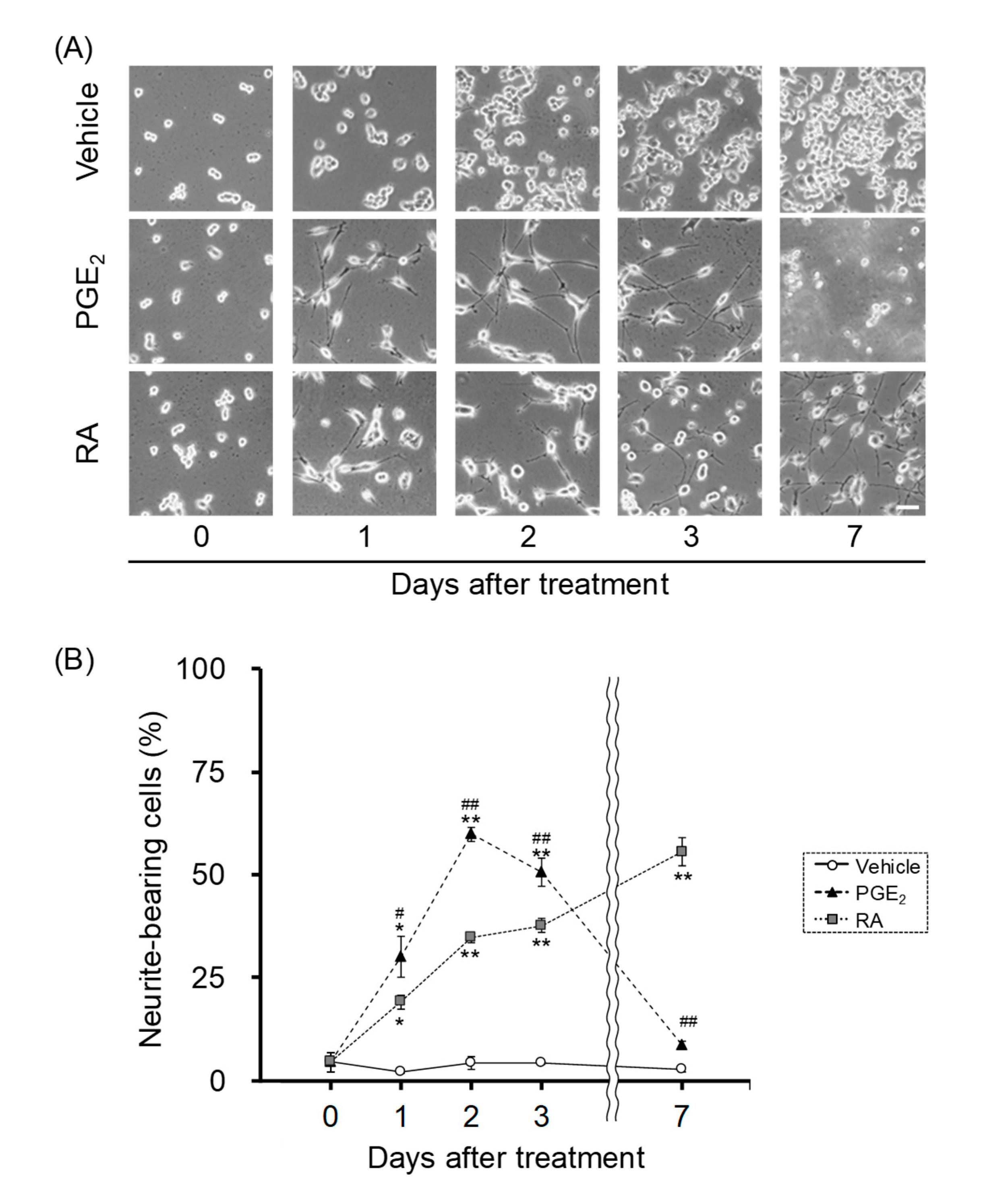 Cells 09 01741 g001 Cells 09 01741 g001