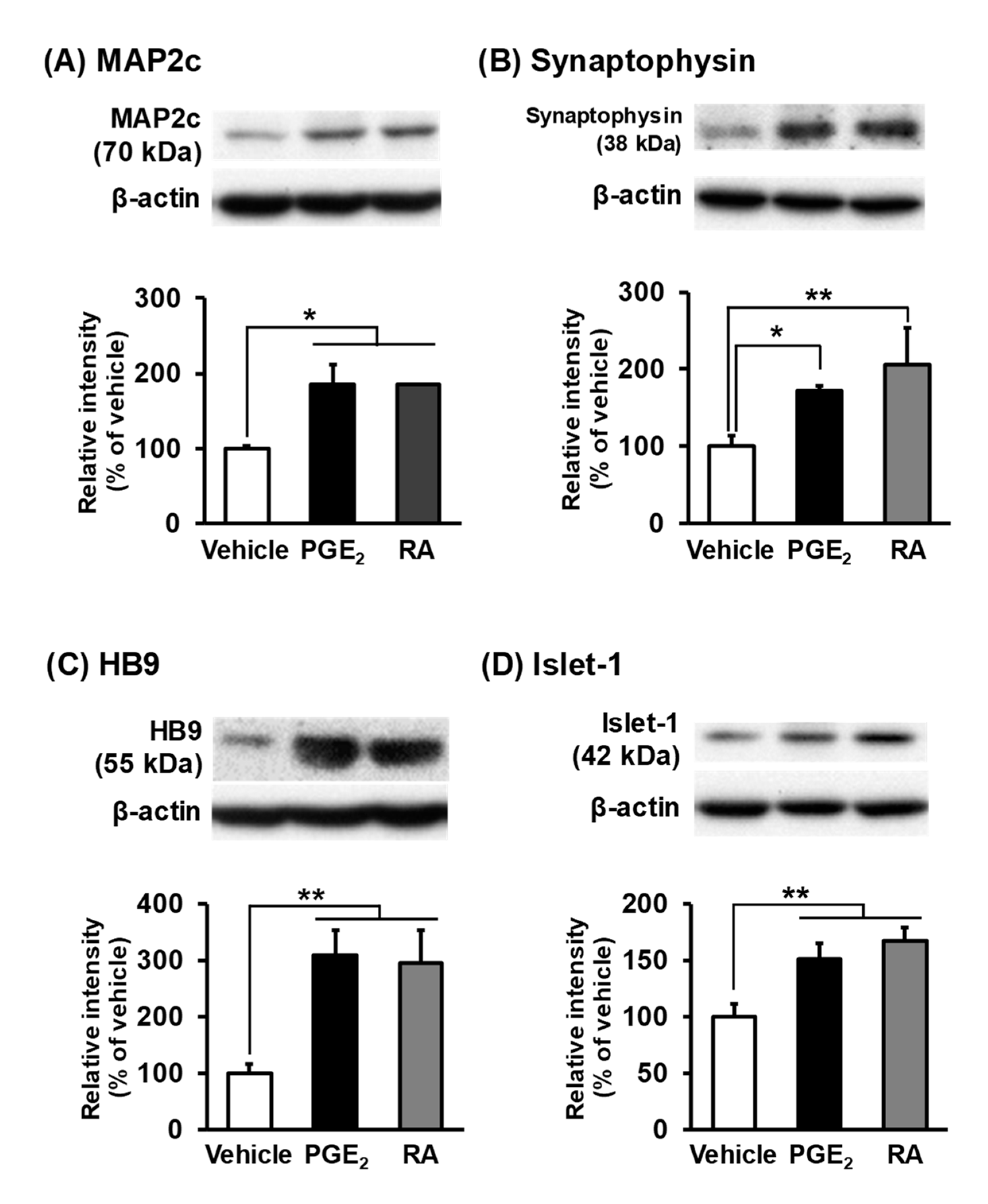 Cells 09 01741 g006 Cells 09 01741 g006
