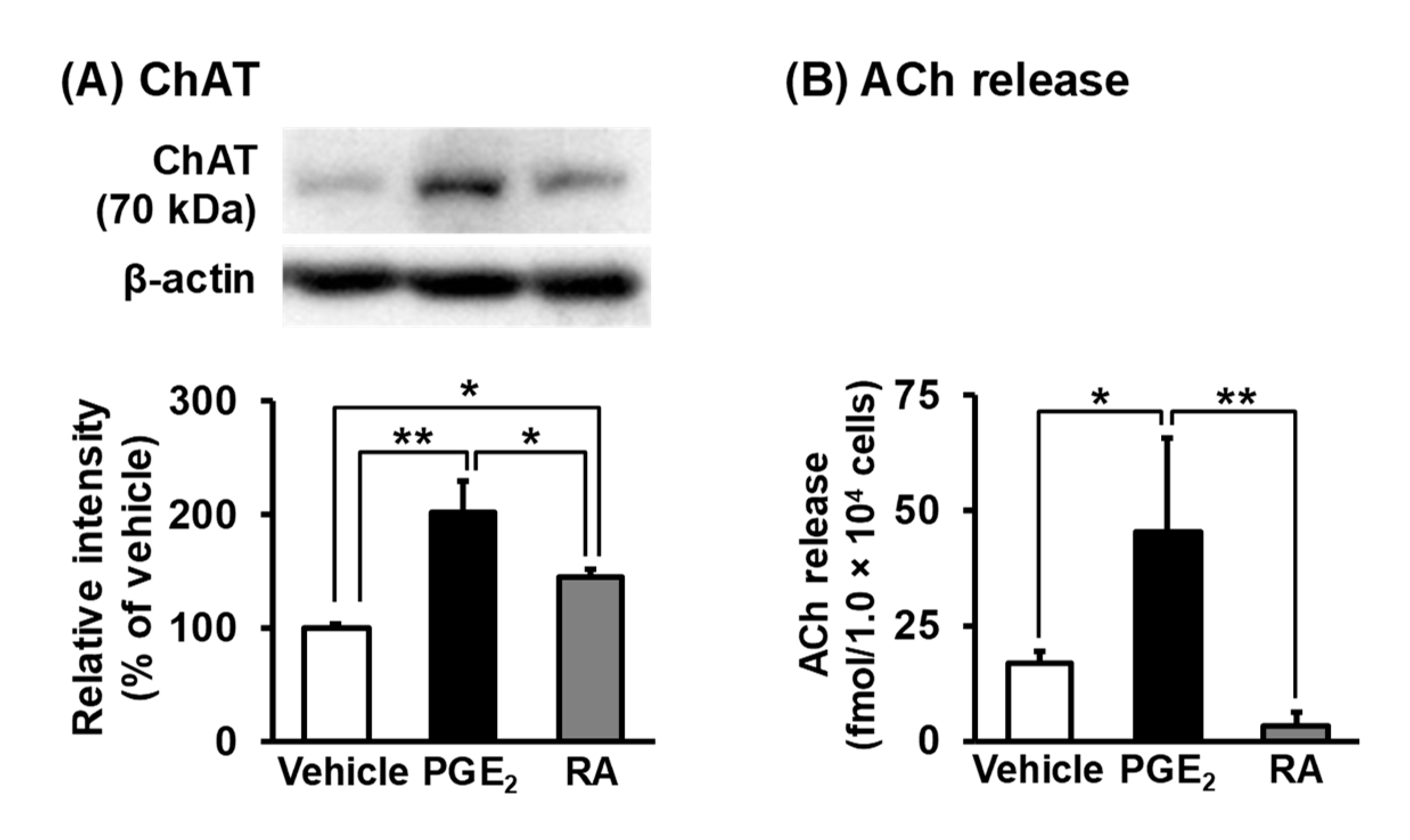 Cells 09 01741 g007 Cells 09 01741 g007