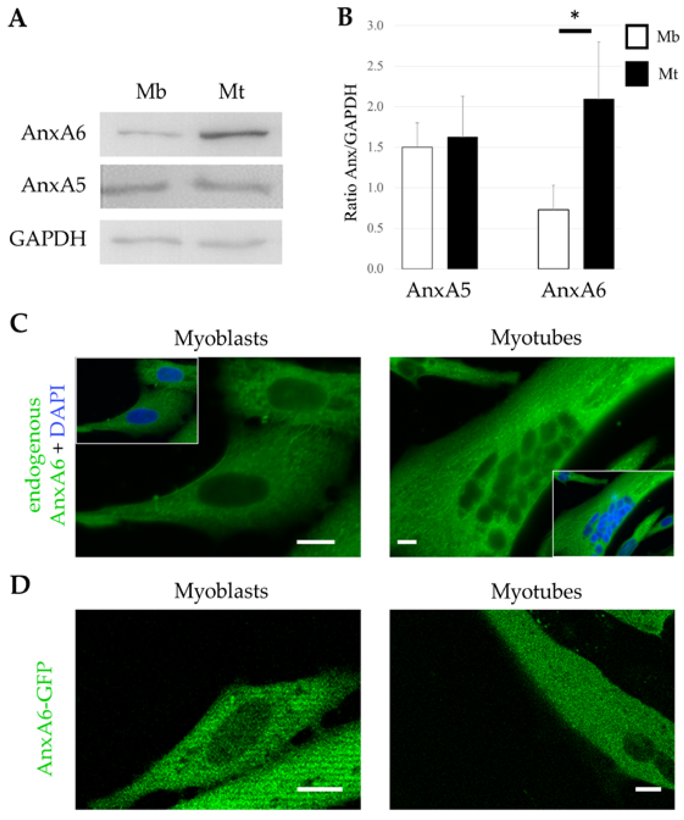 Cells 09 01742 g001 Cells 09 01742 g001