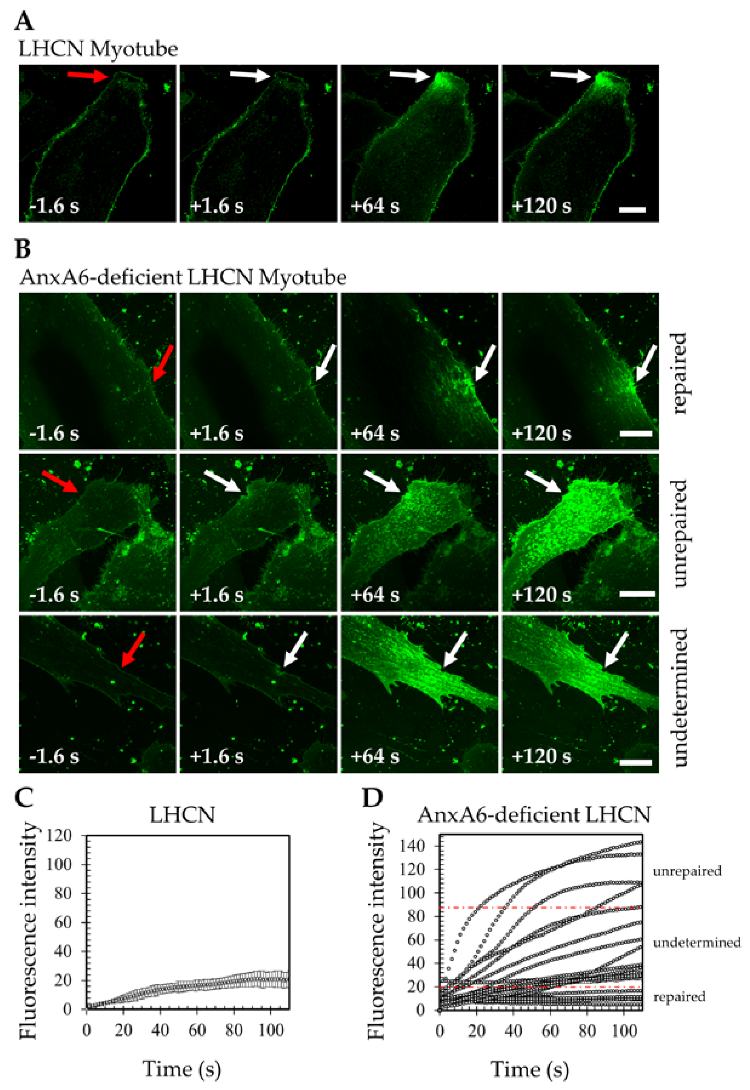 Cells 09 01742 g002 Cells 09 01742 g002