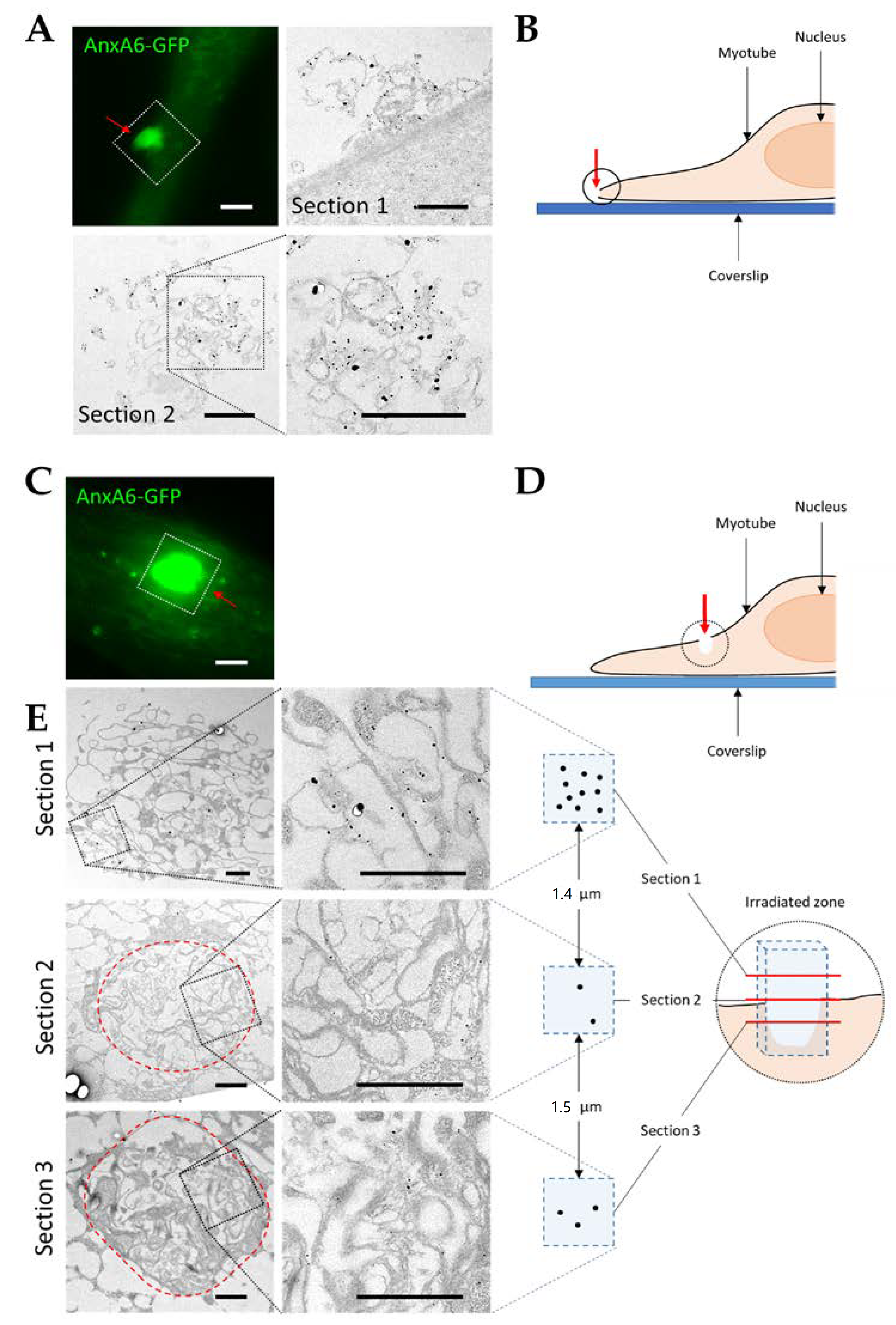 Cells 09 01742 g006 Cells 09 01742 g006