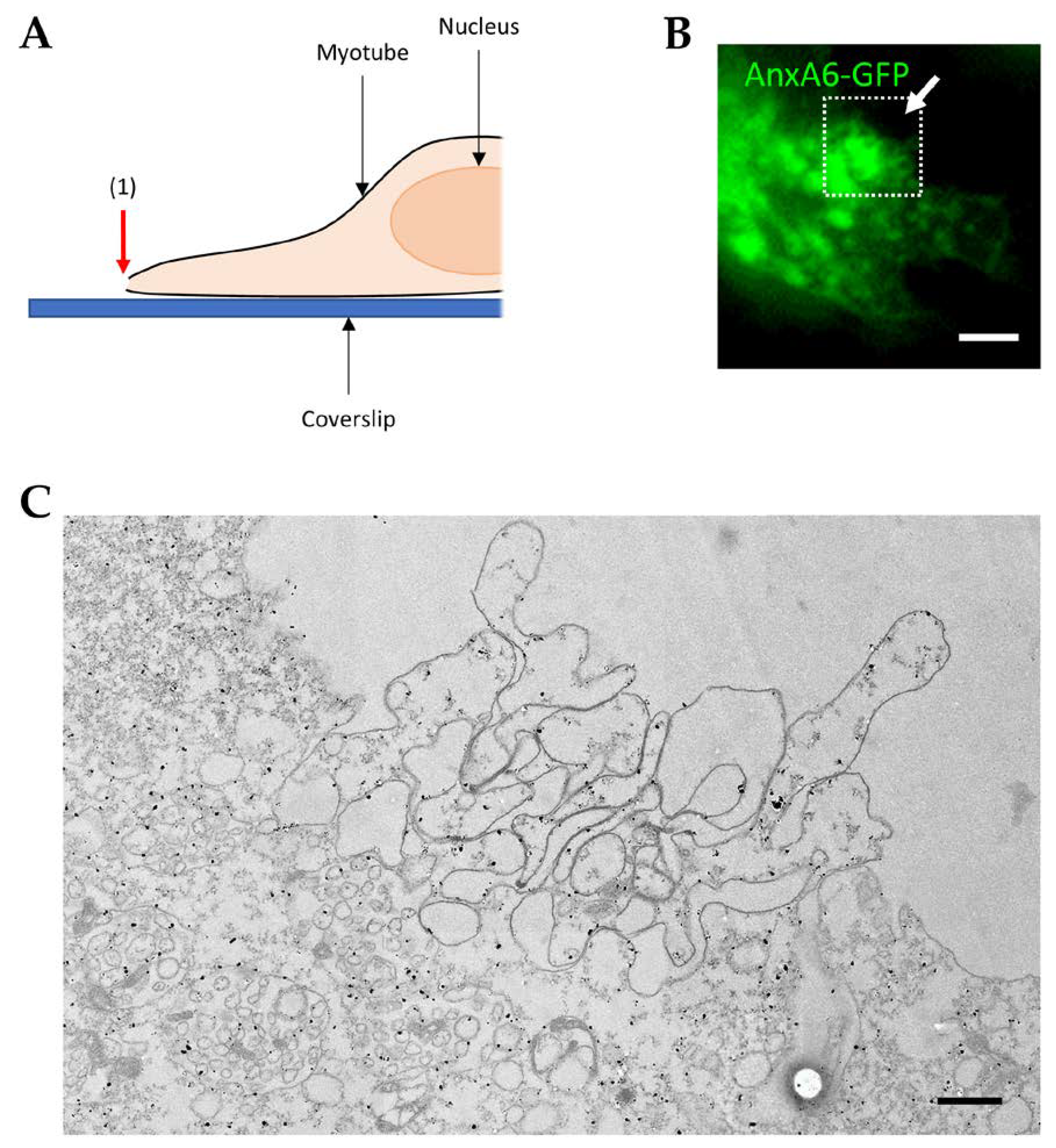 Cells 09 01742 g007 Cells 09 01742 g007