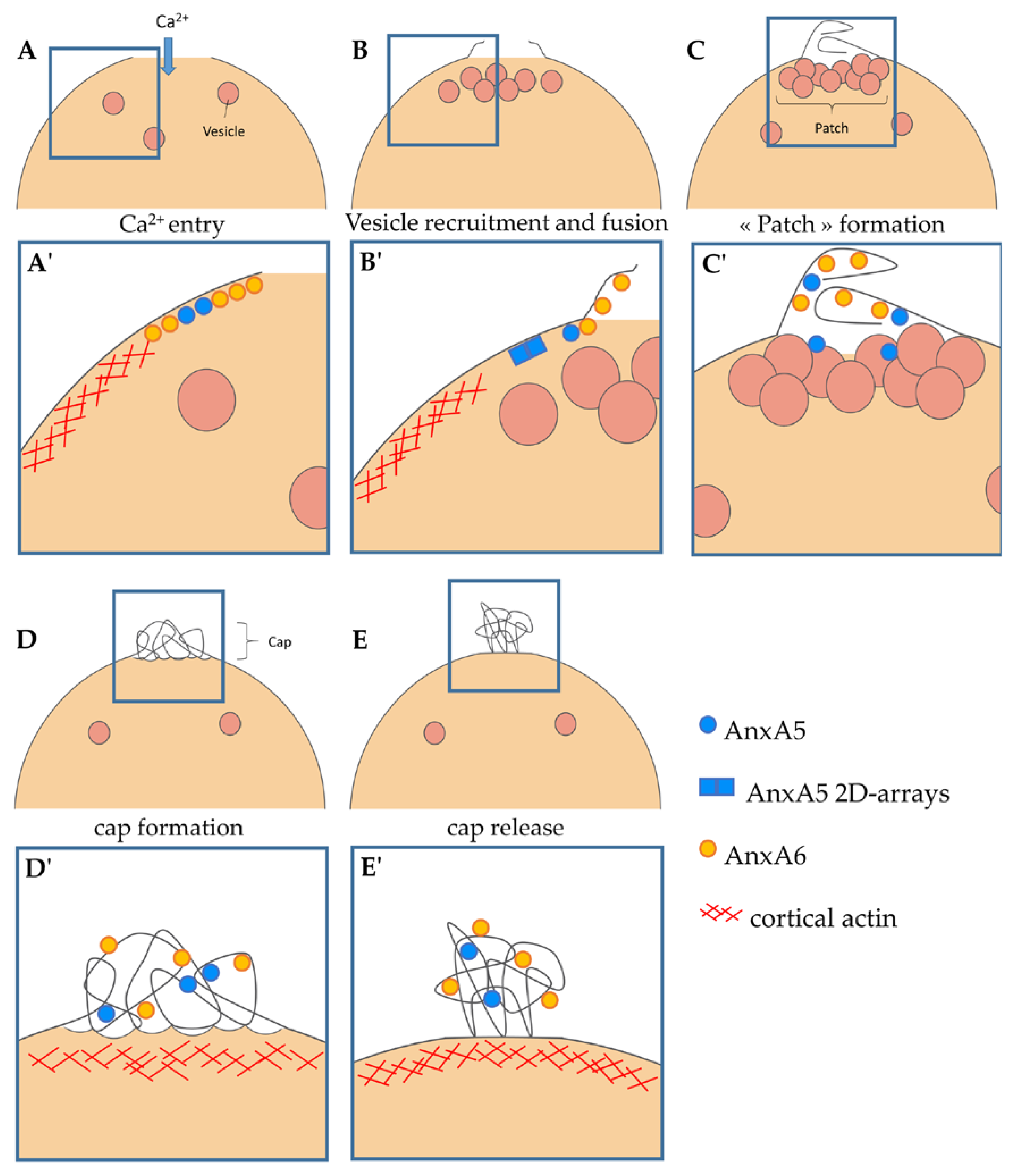 Cells 09 01742 g008 Cells 09 01742 g008