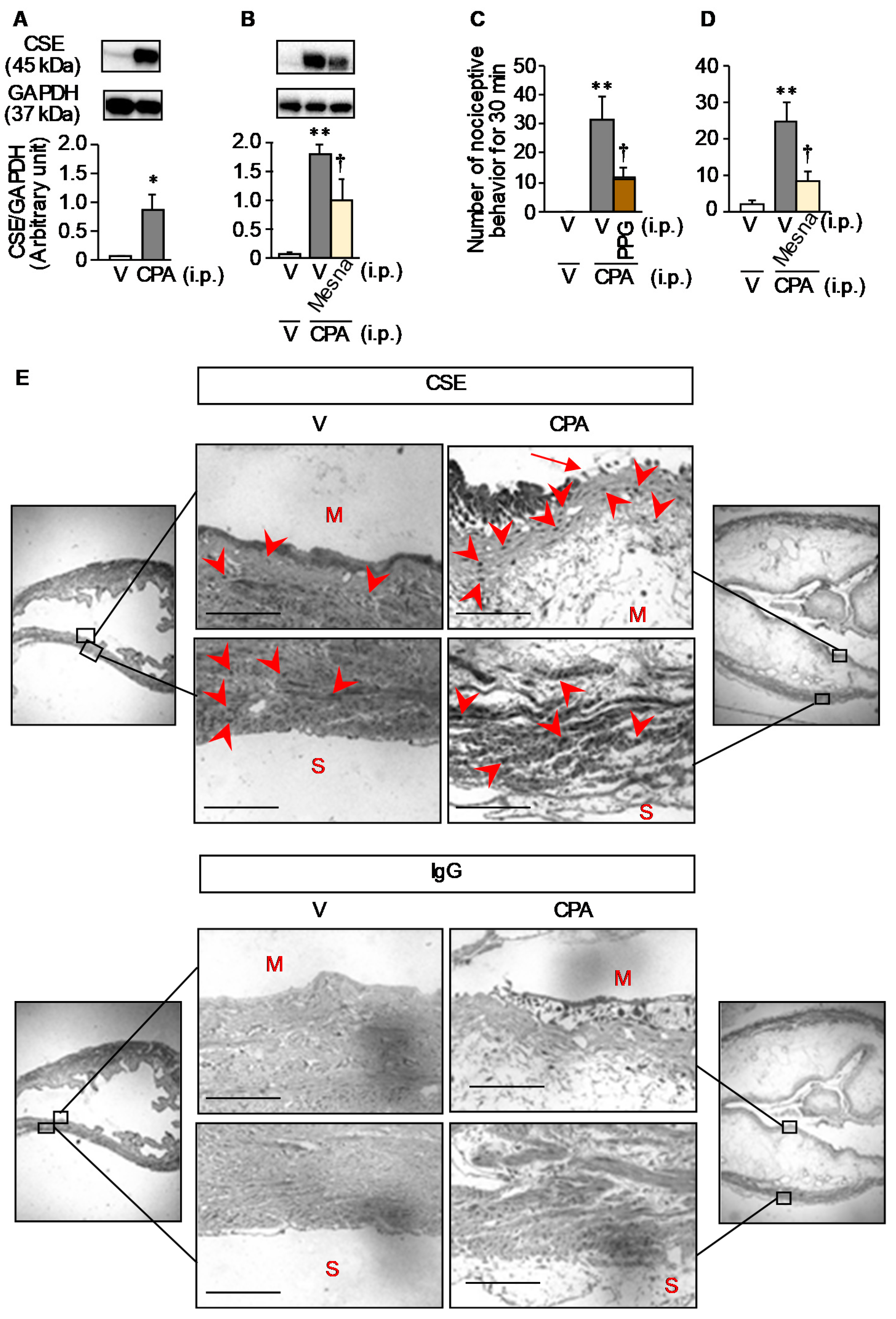 Cells 09 01748 g002