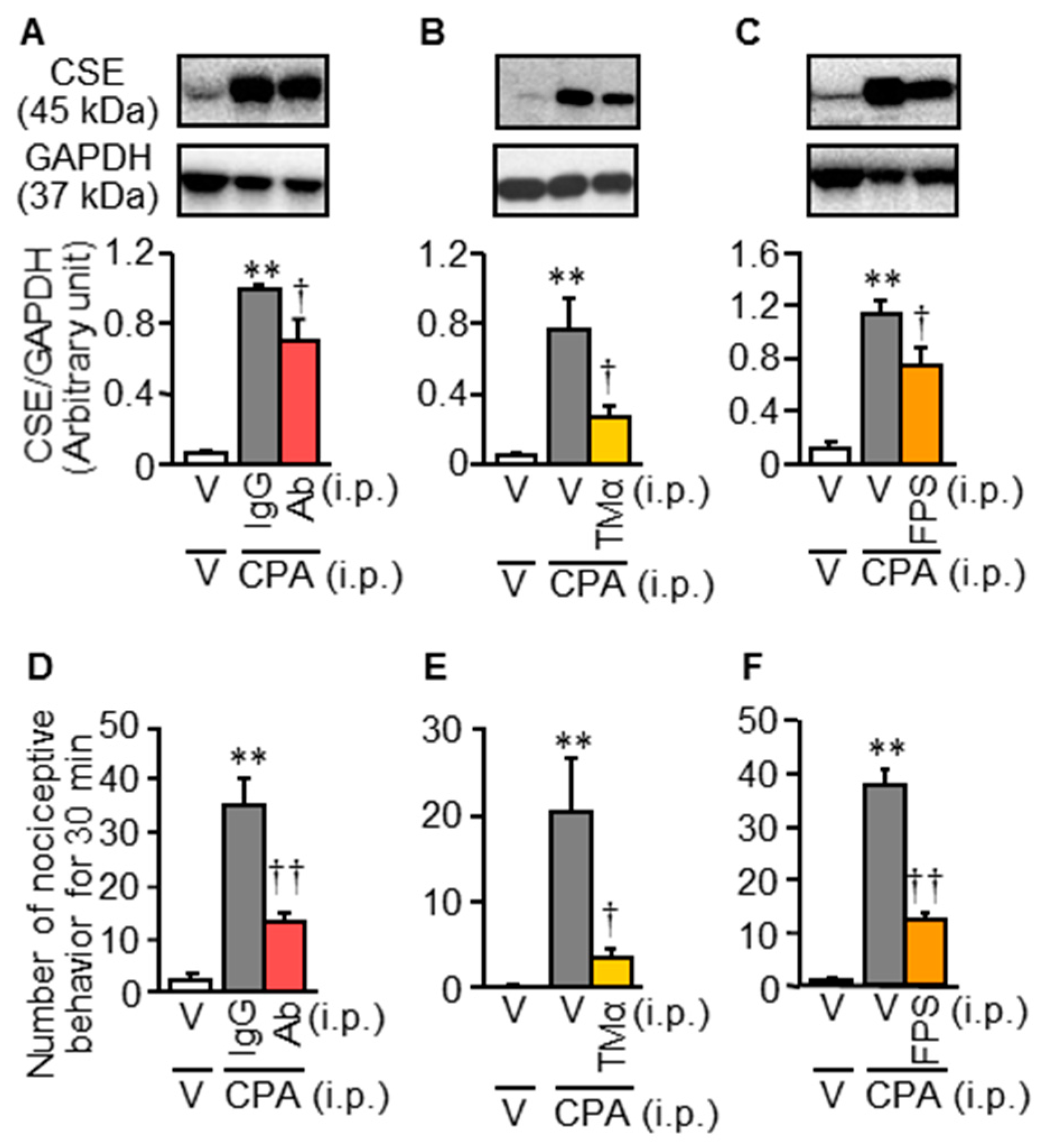 Cells 09 01748 g003