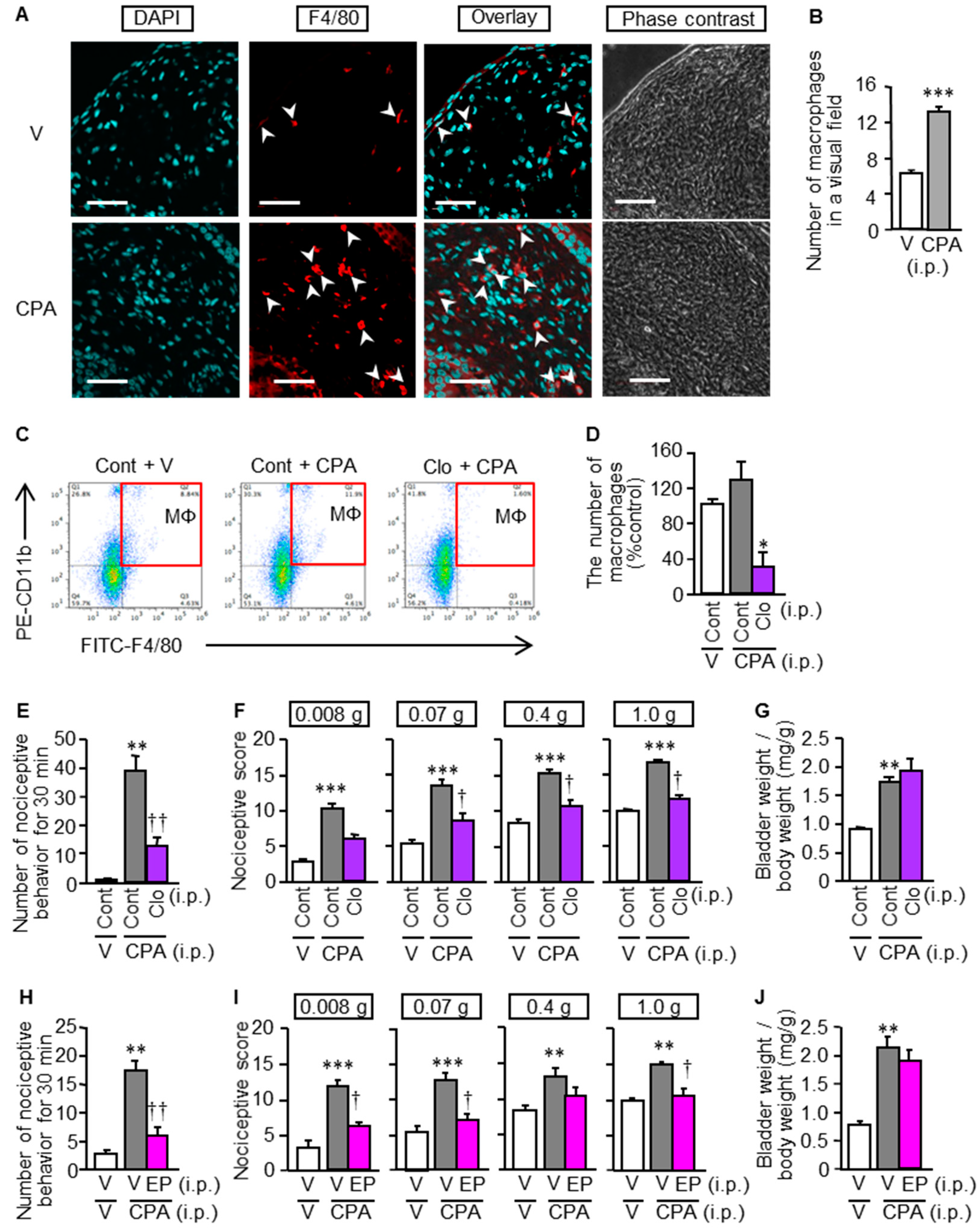 Cells 09 01748 g005
