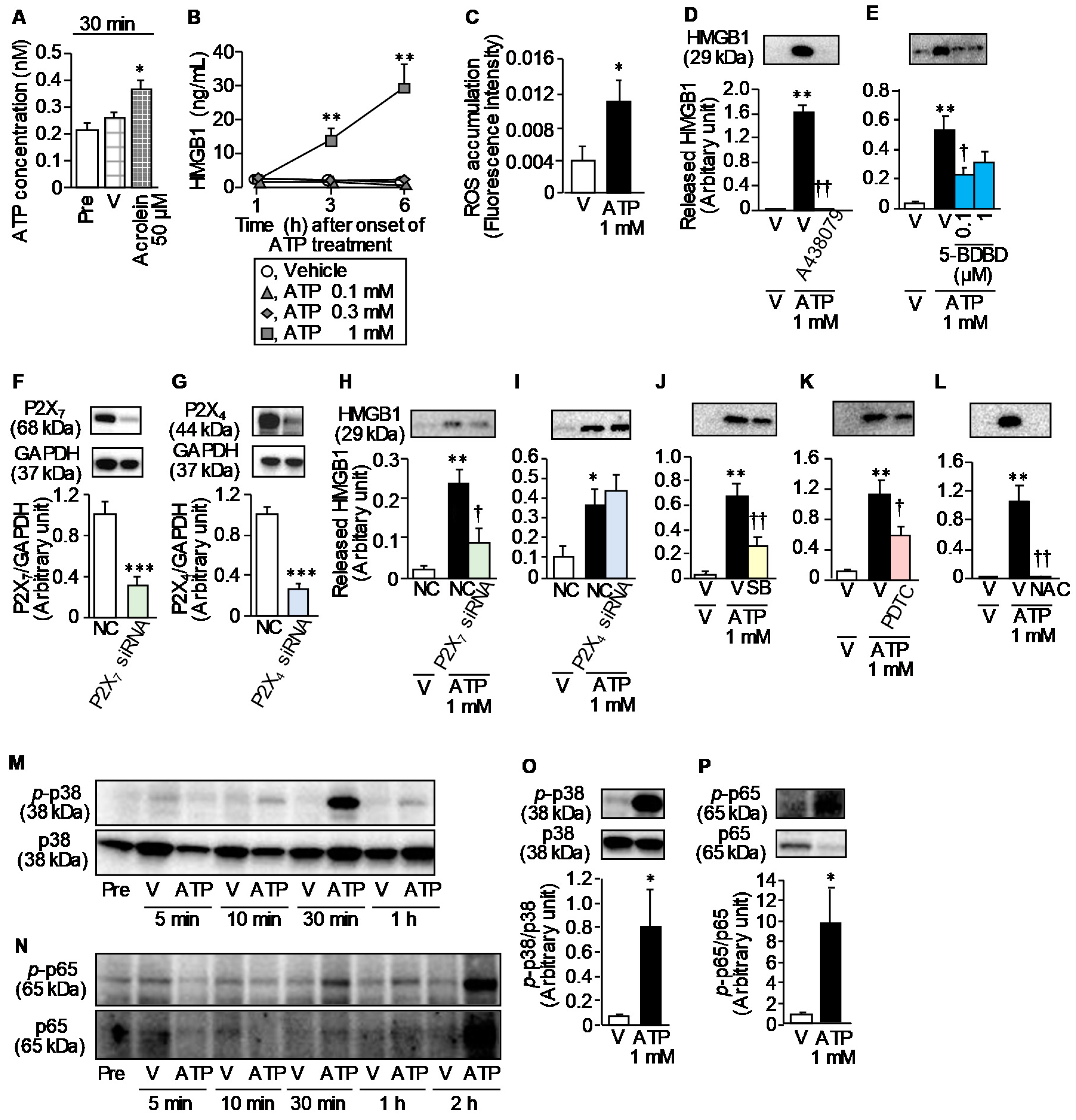 Cells 09 01748 g007