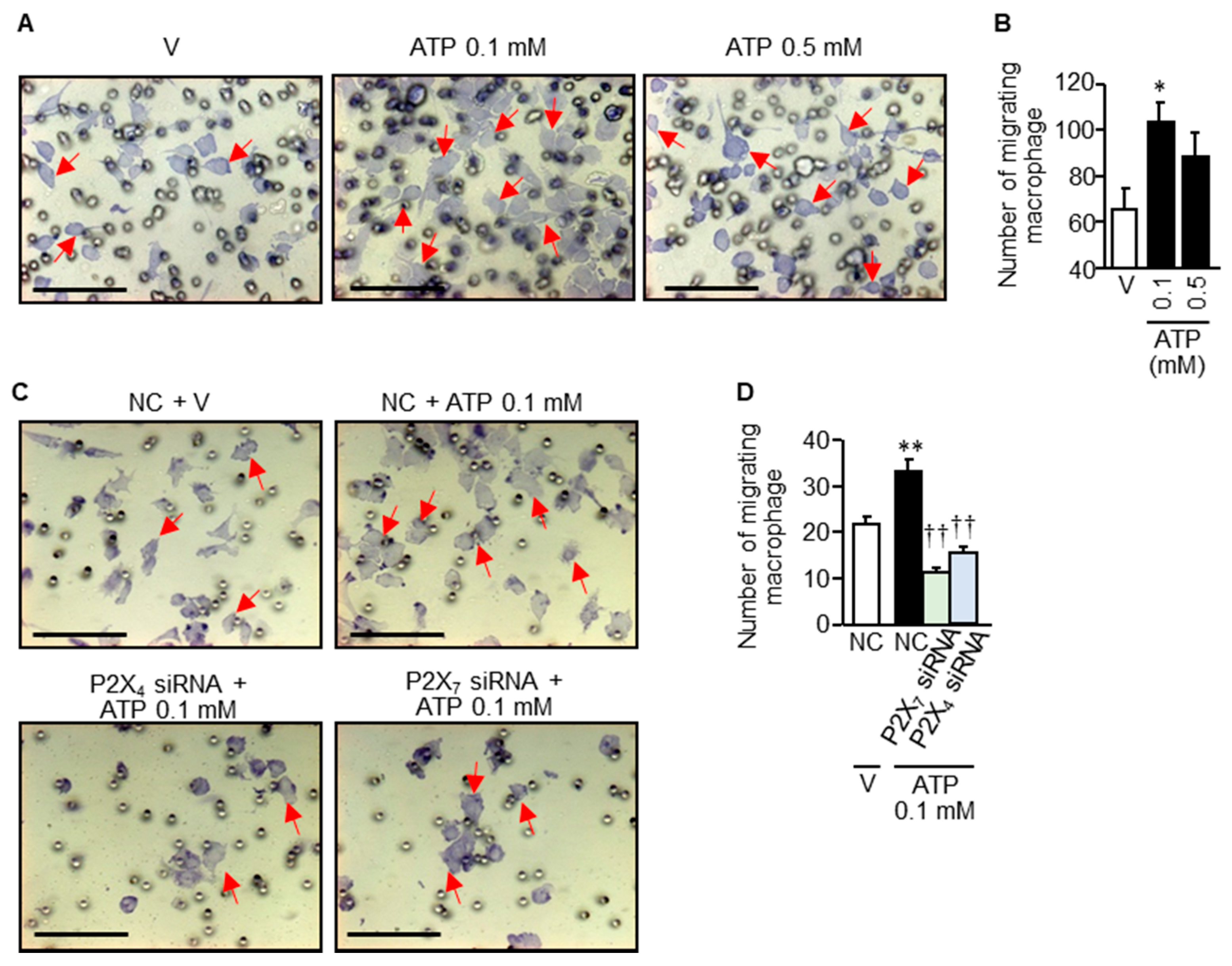 Cells 09 01748 g008