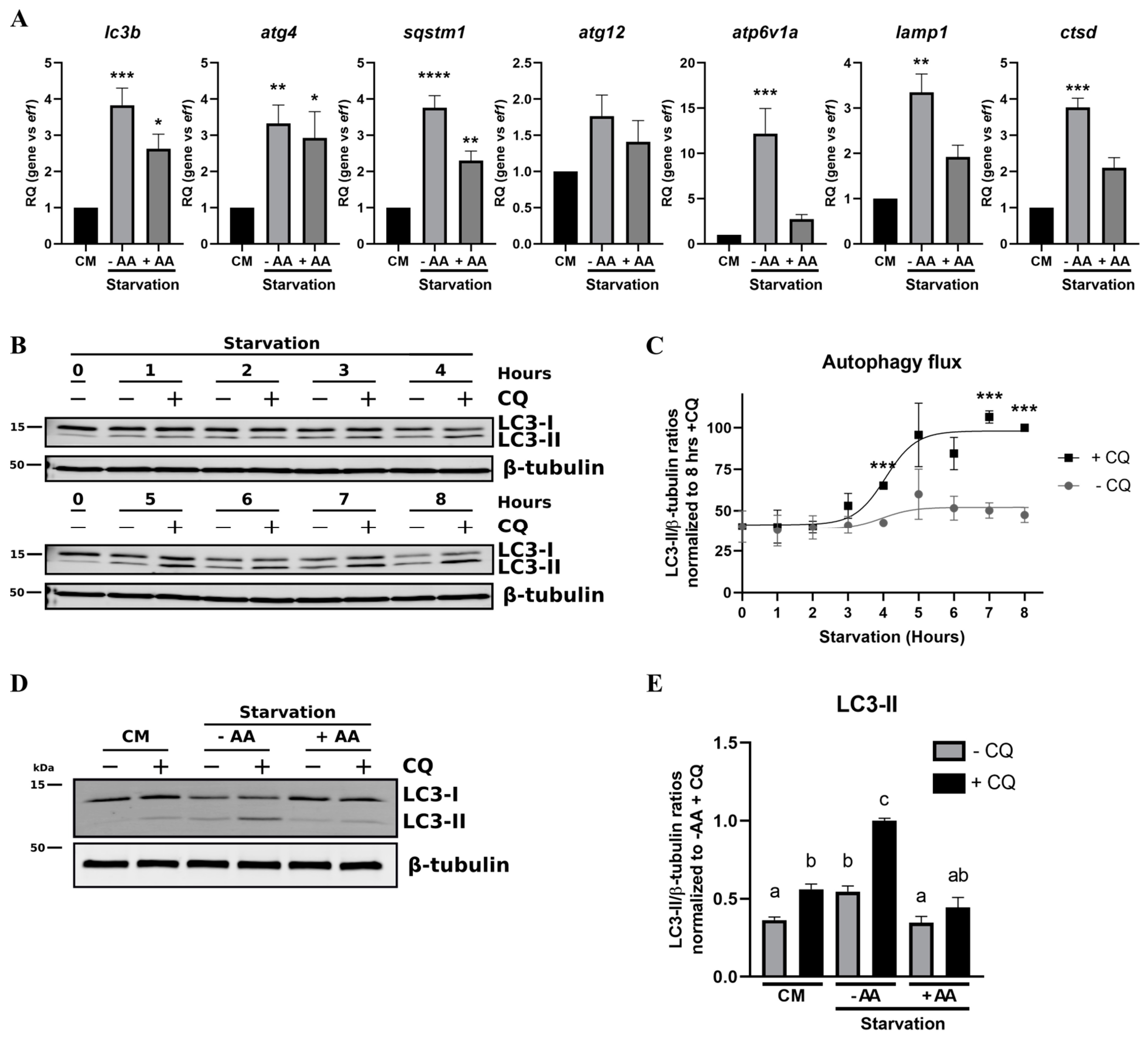 Cells Free Full Text Rth 149 Cell Line A Useful Tool To Decipher Molecular Mechanisms Related To Fish Nutrition Html