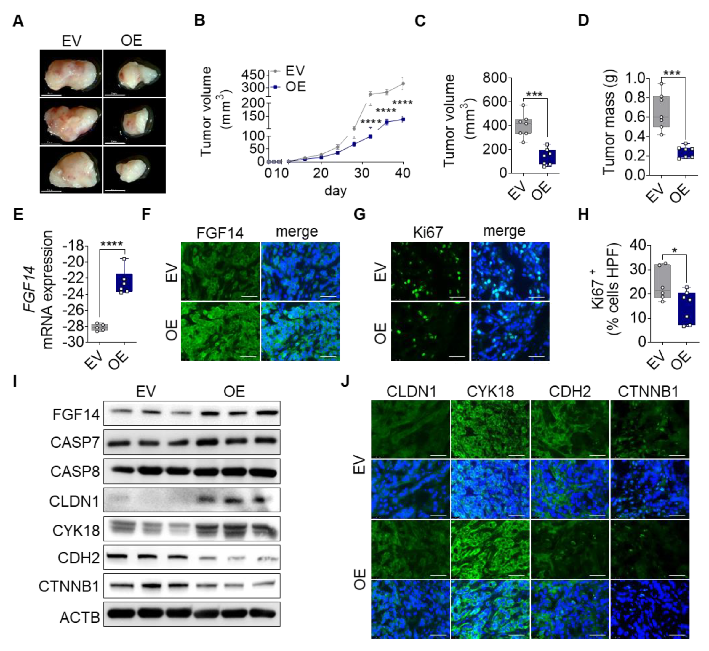 Cells 09 01755 g004 Cells 09 01755 g004