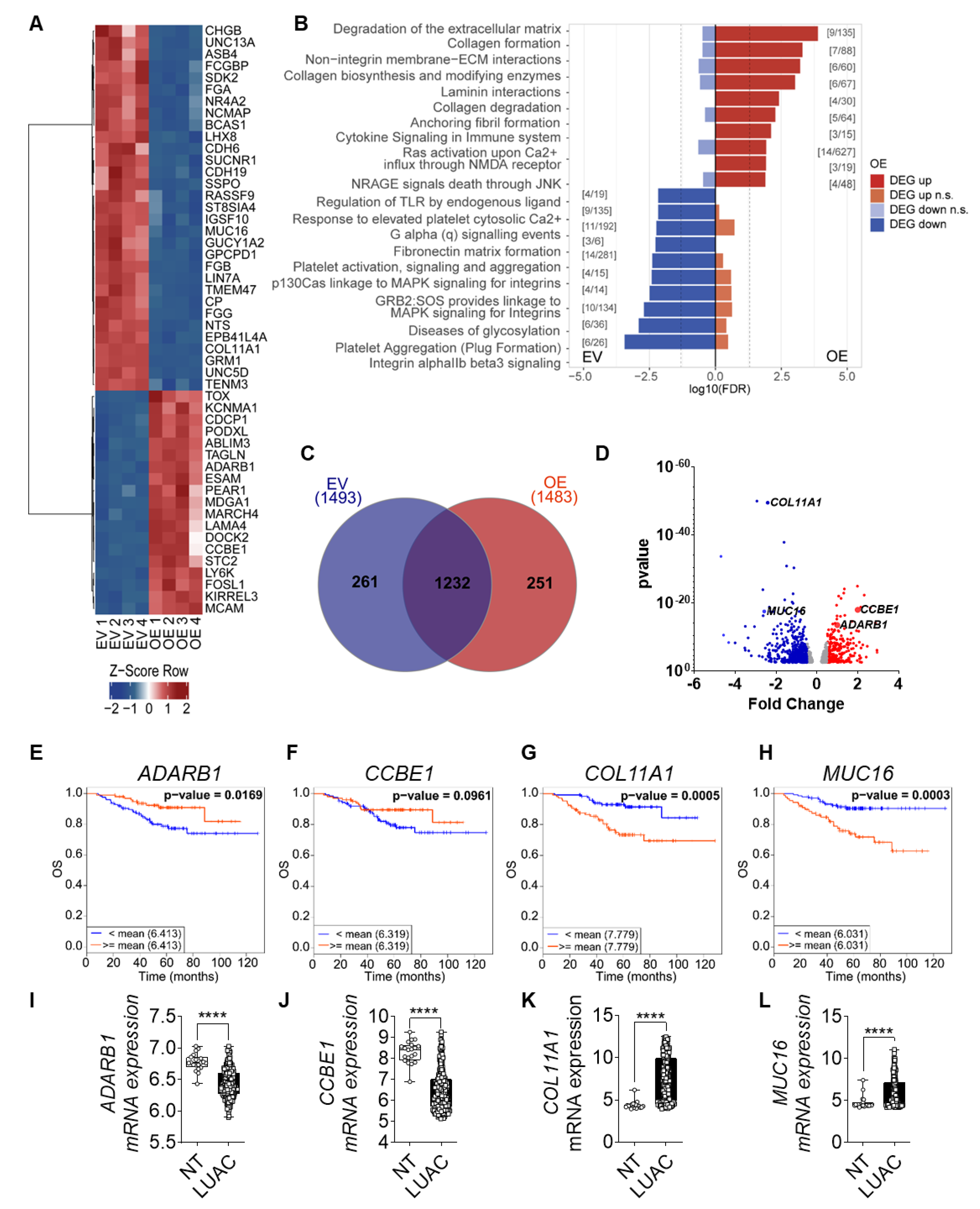 Cells 09 01755 g005 Cells 09 01755 g005