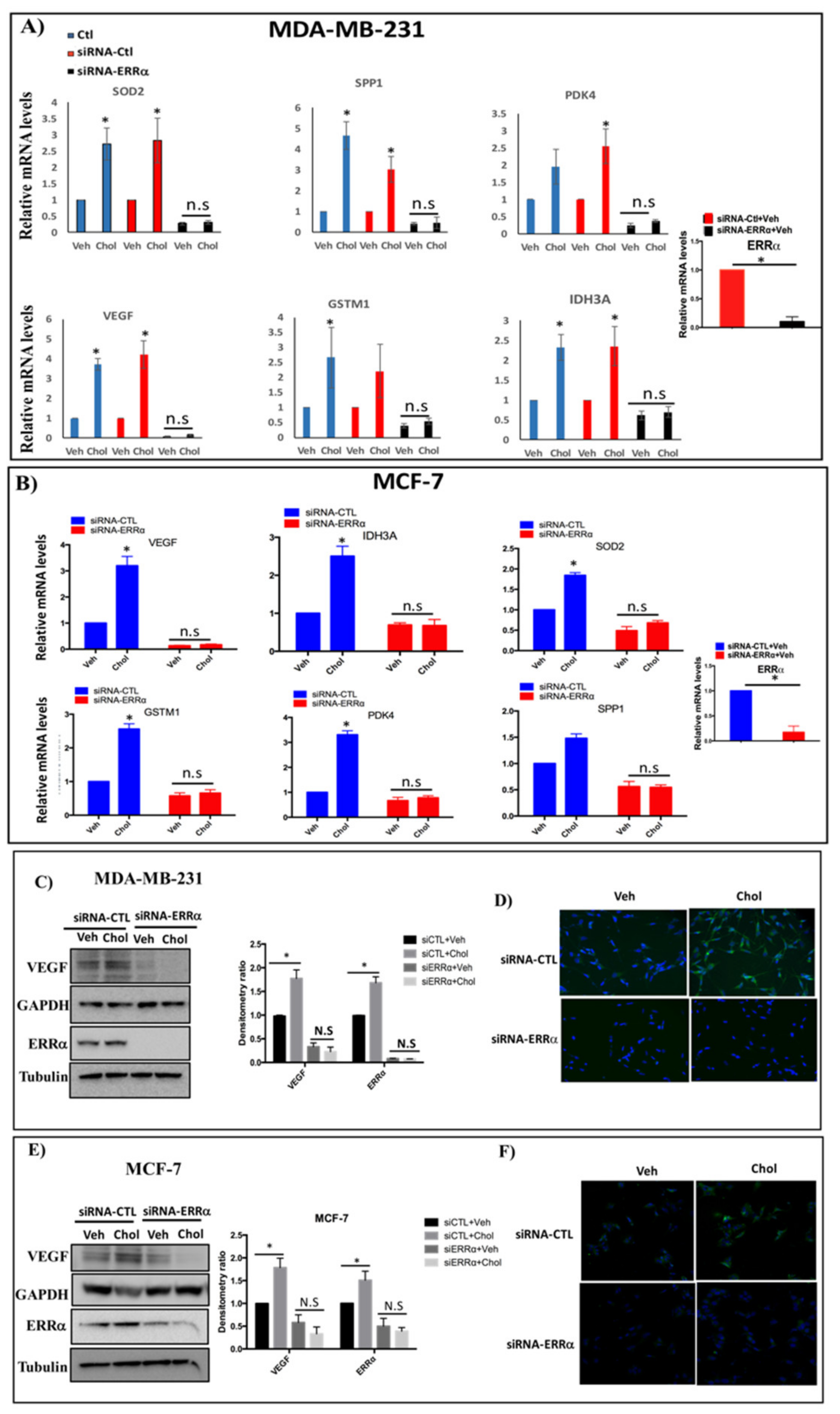 Cells 09 01765 g004 Cells 09 01765 g004