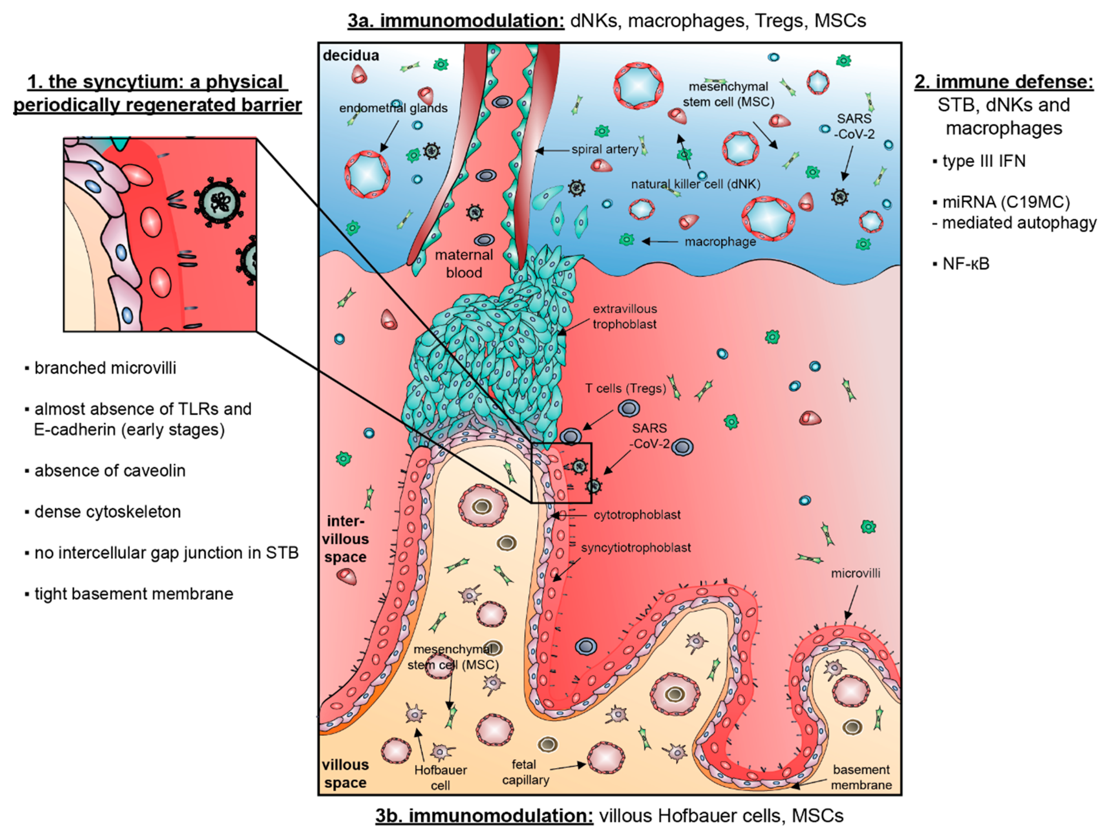 Cells Free Full-Text A Message from the Human Placenta Structural and Immunomodulatory Defense against SARS-CoV-2 pic picture