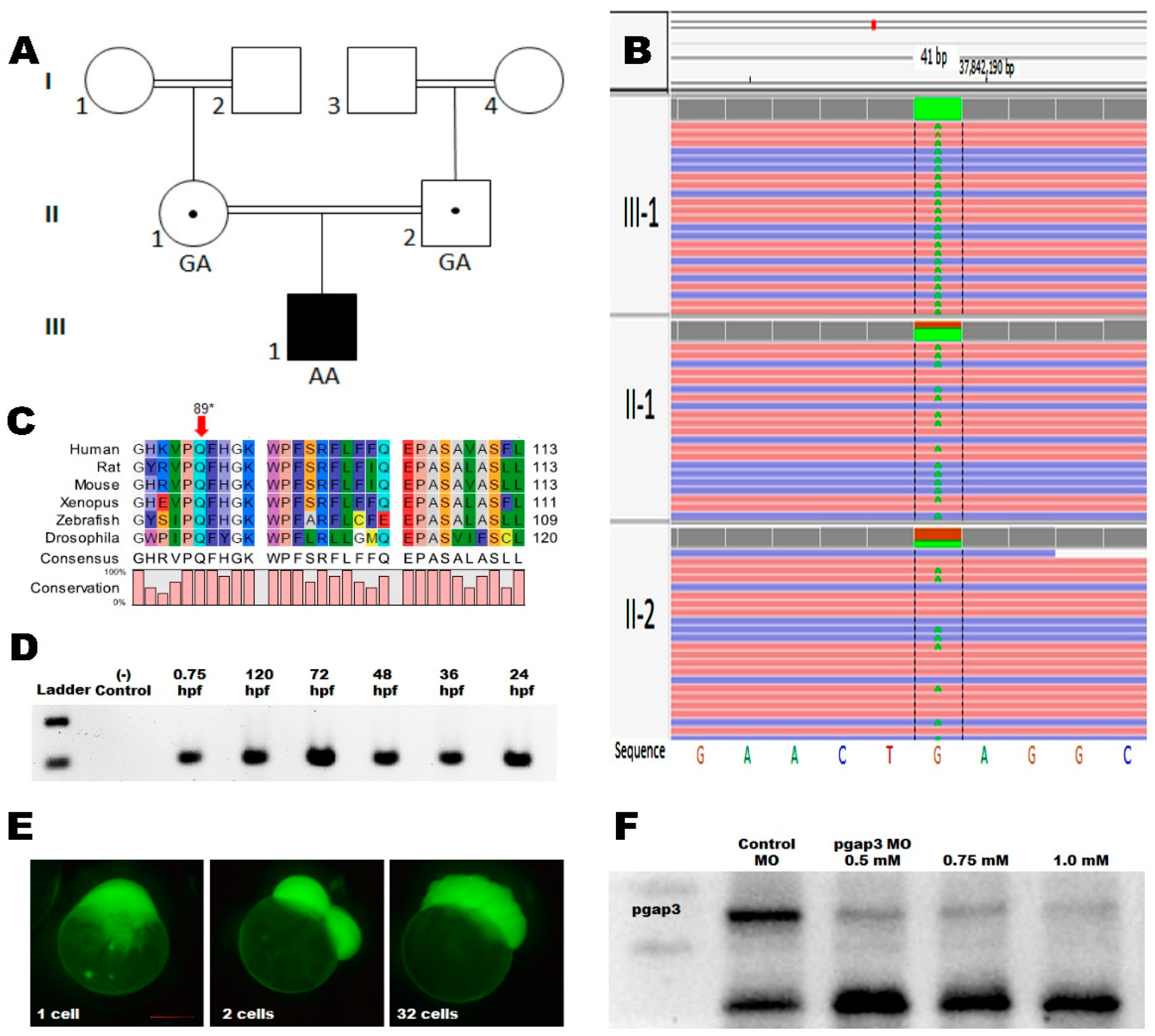 Cells 09 01782 g002