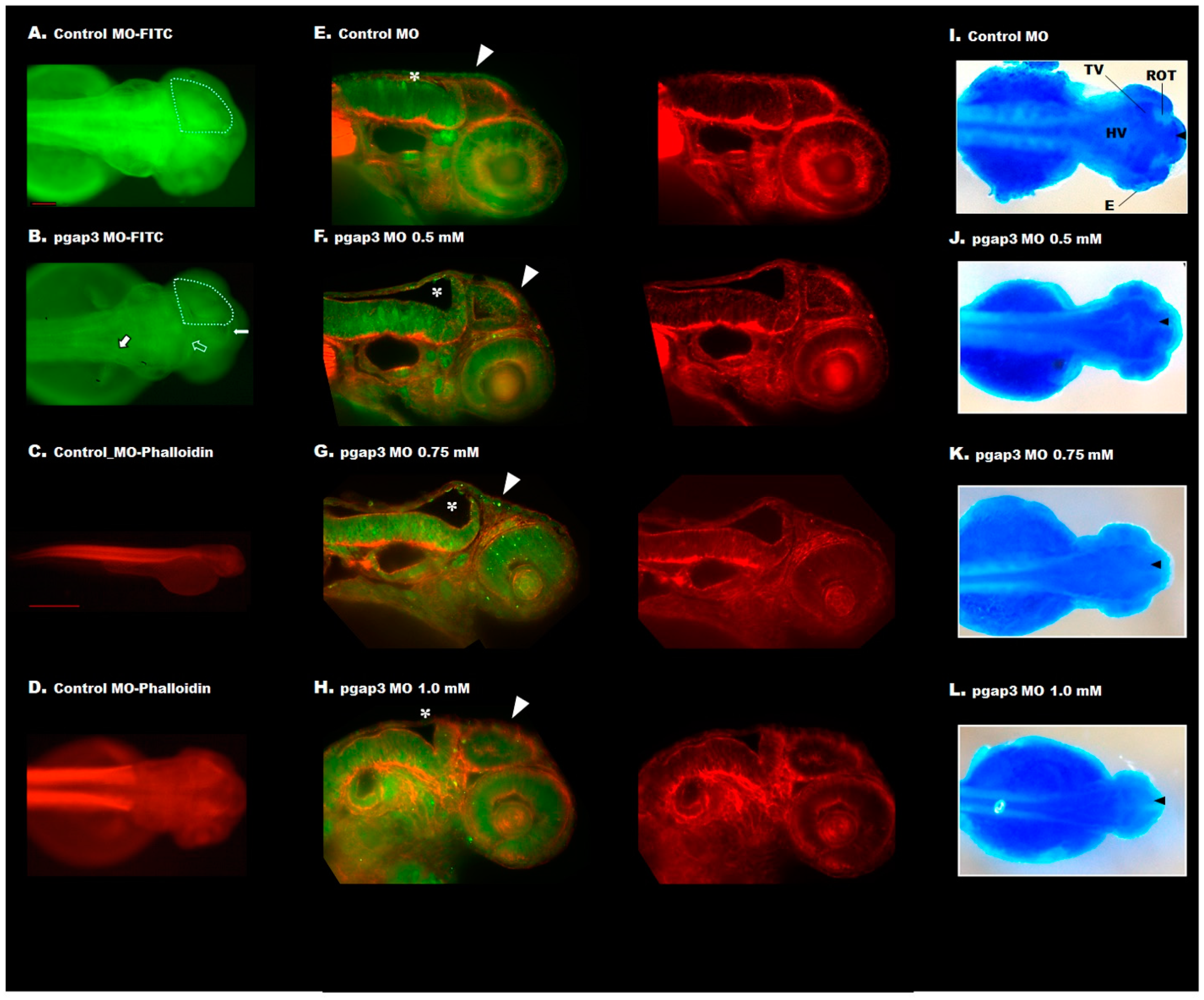 Cells 09 01782 g005