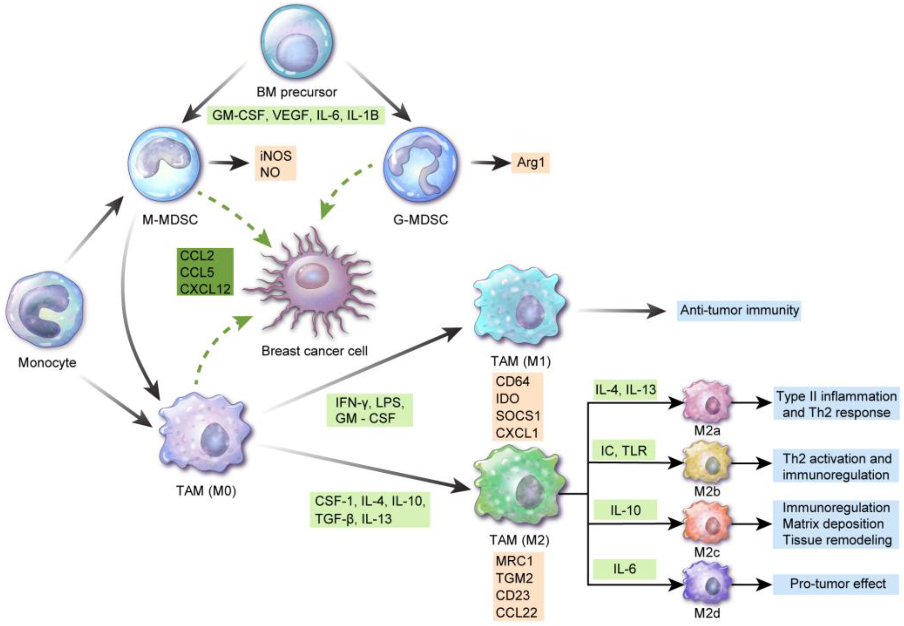 Prostatitis és gamp