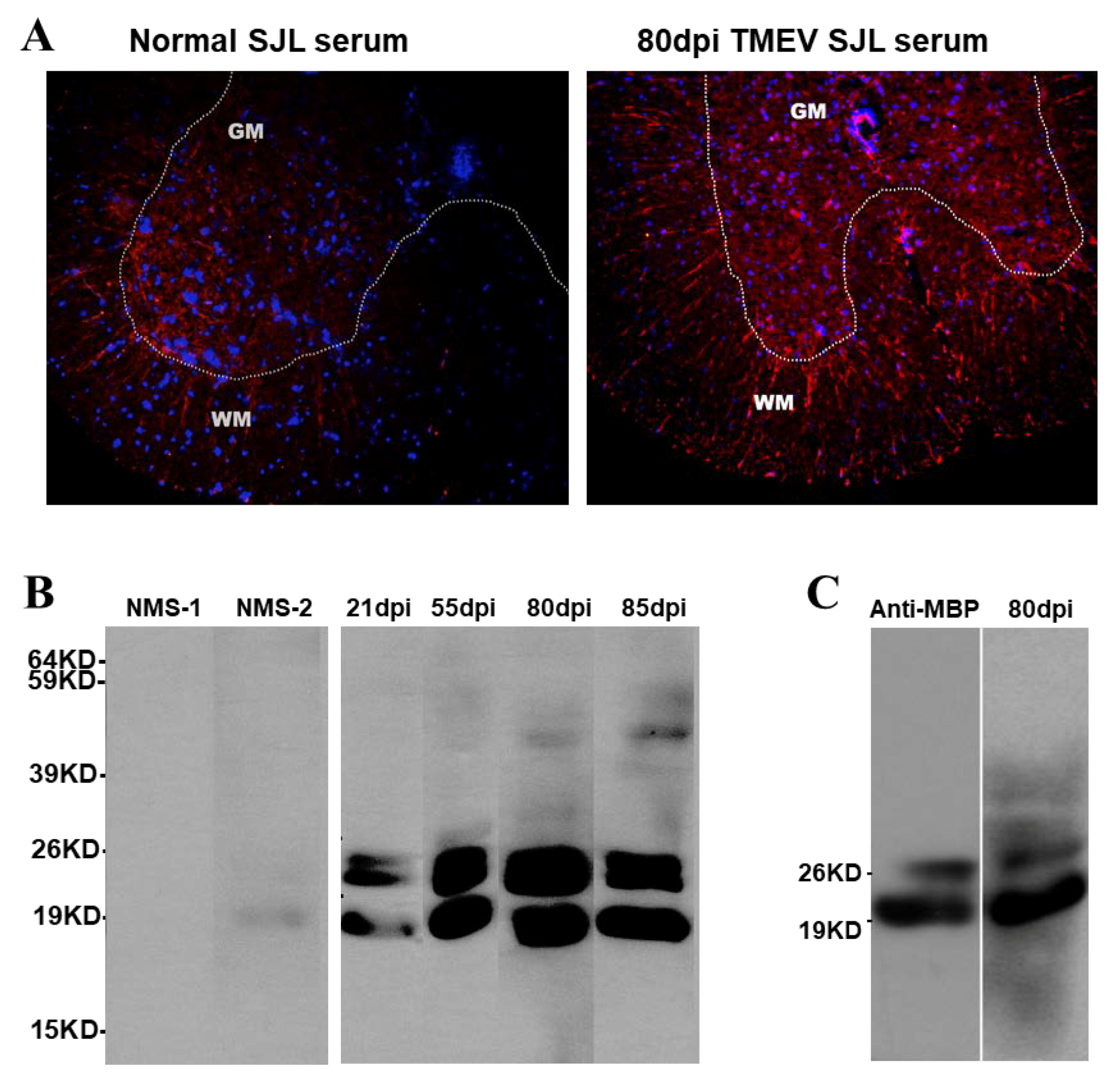 Cells 09 01787 g005 Cells 09 01787 g005