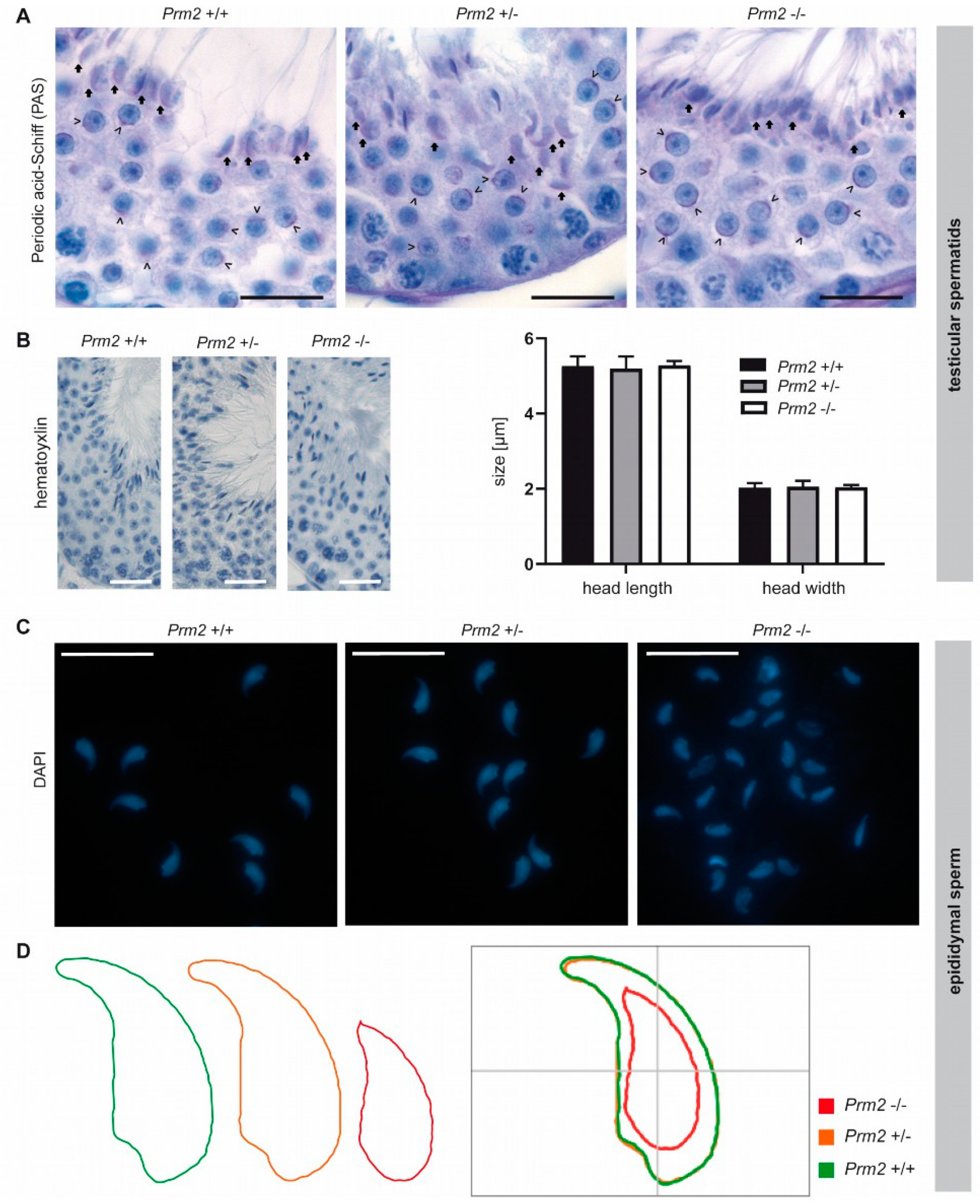 Frontiers | Therapeutic Potential of Neurotrophins for