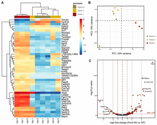 Protamine-2 Deficiency Initiates a Reactive Oxygen Species